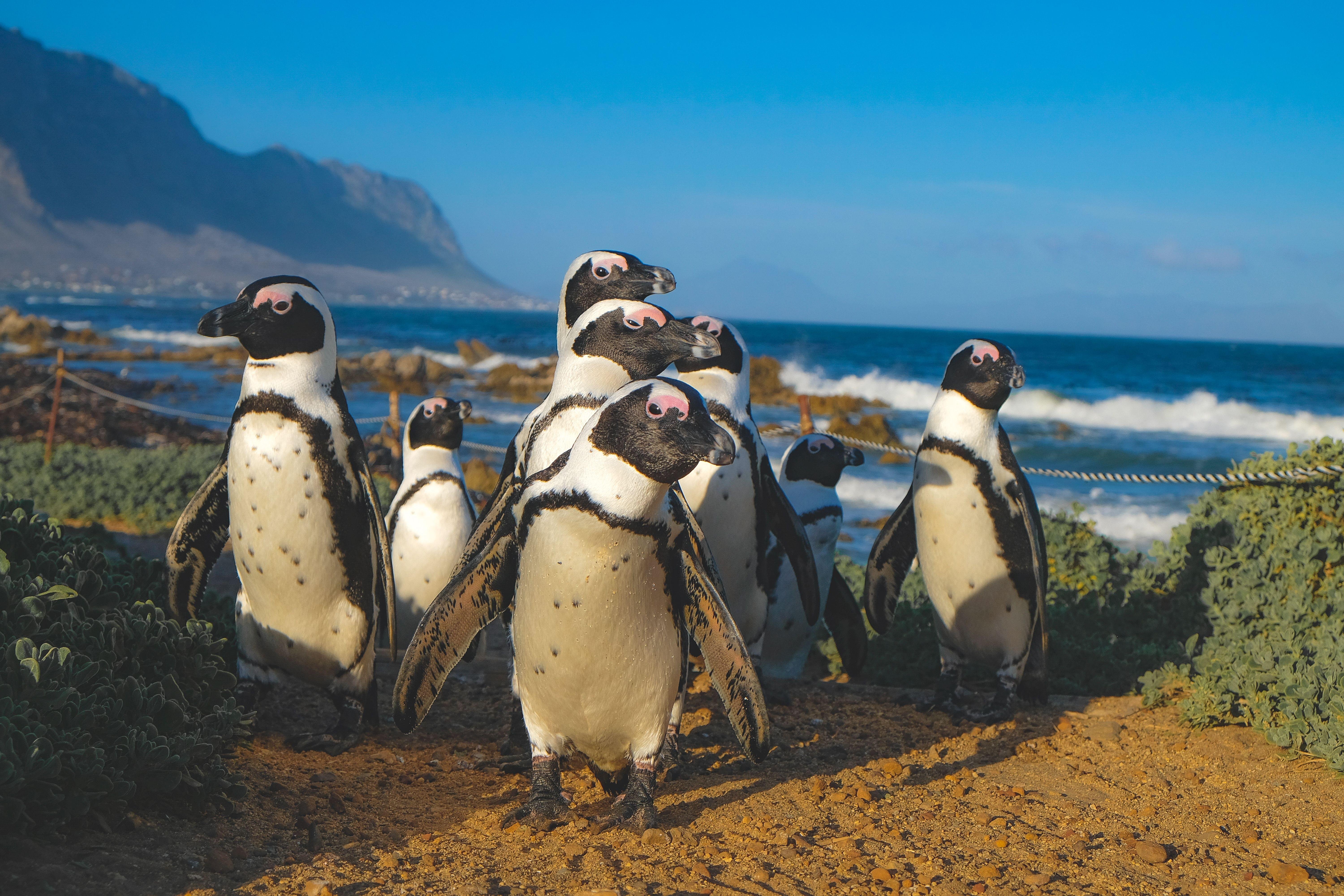 Two-Day Hermanus Whale Watching & Wine Country Escape
