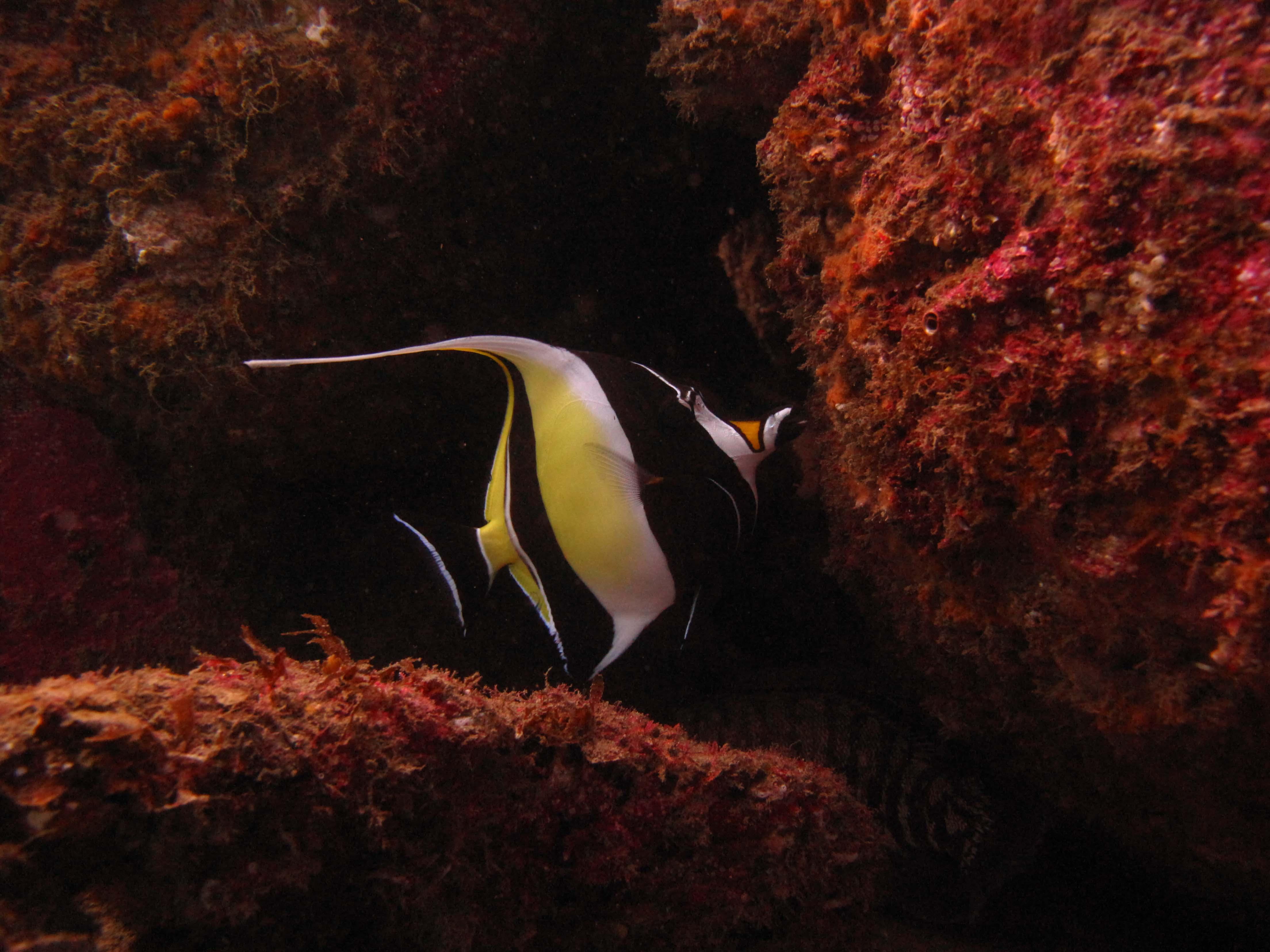 Cabo San Lucas Marine Park: Two-Tank Scuba Diving Adventure