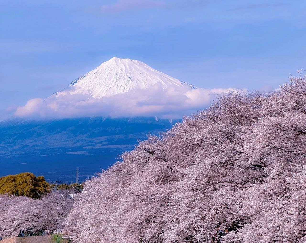 Mt. Fuji Seasonal Discovery: Fruit Picking & Scenic Train Day Tour