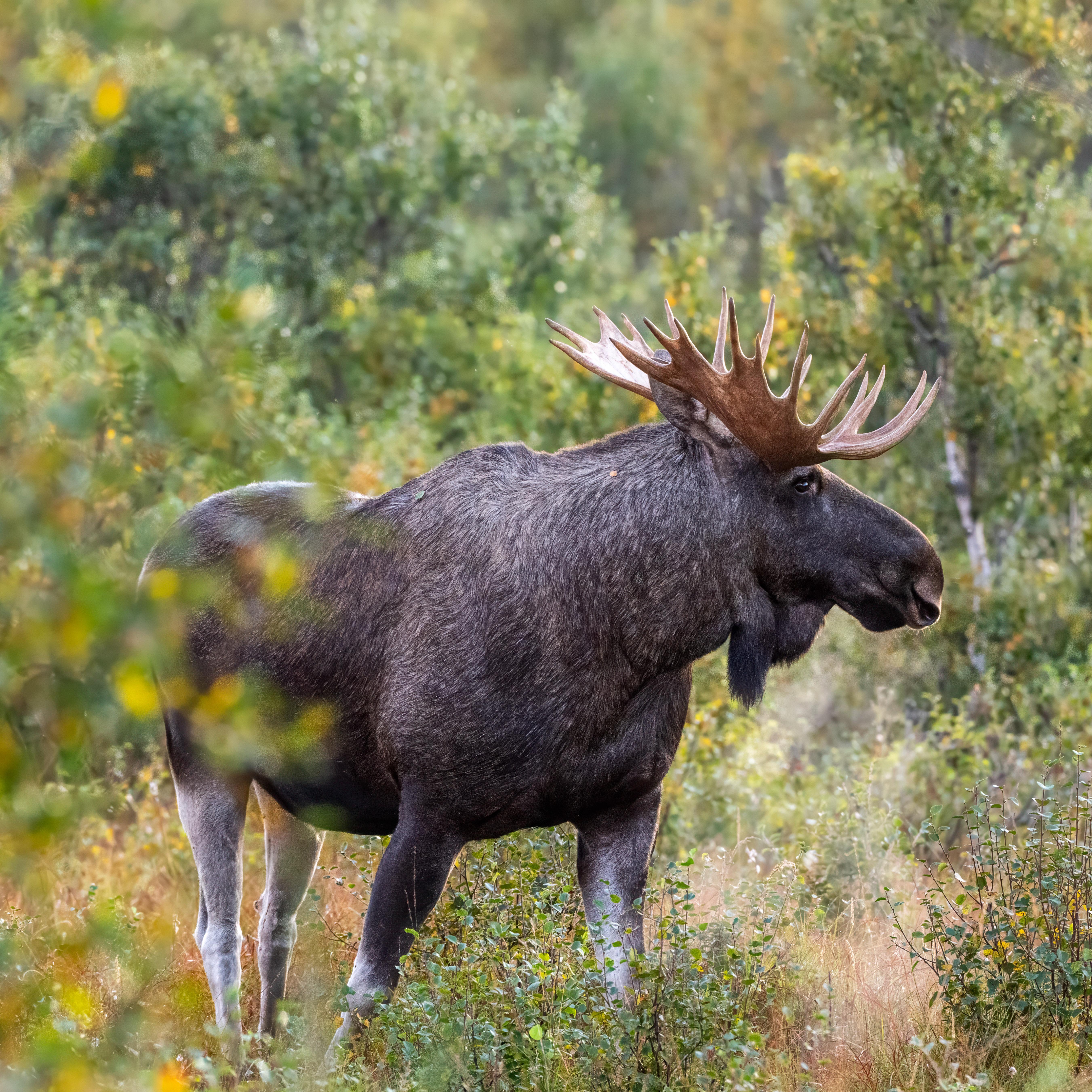 Vesterålen Guided Arctic Moose Safari by Car