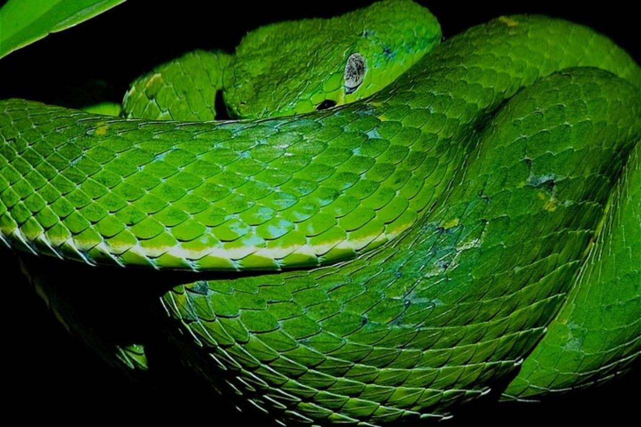 Monteverde Night Walk: Santa Elena Wildlife Refuge