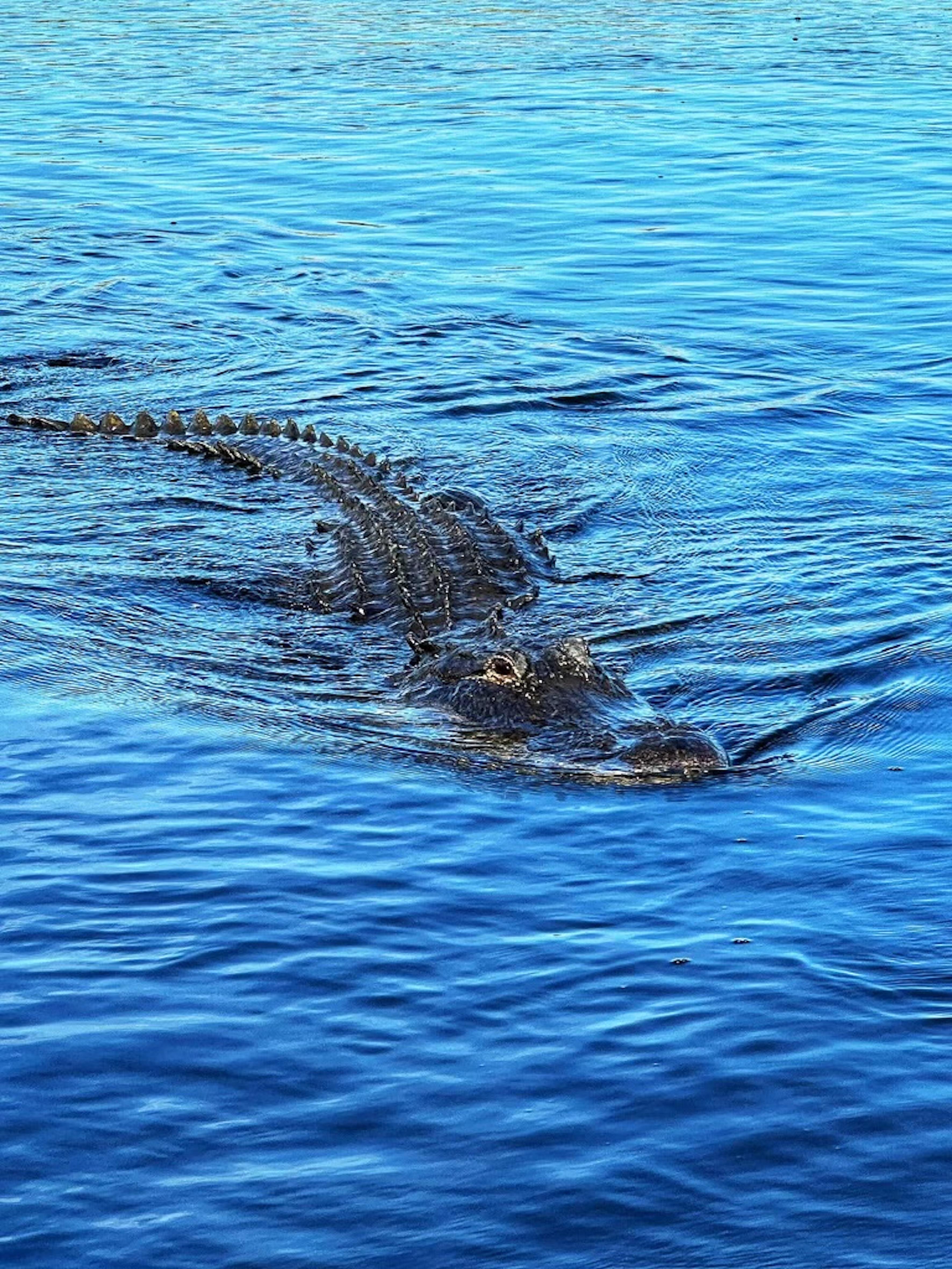 Everglades Airboat Adventure with Miami Transportation