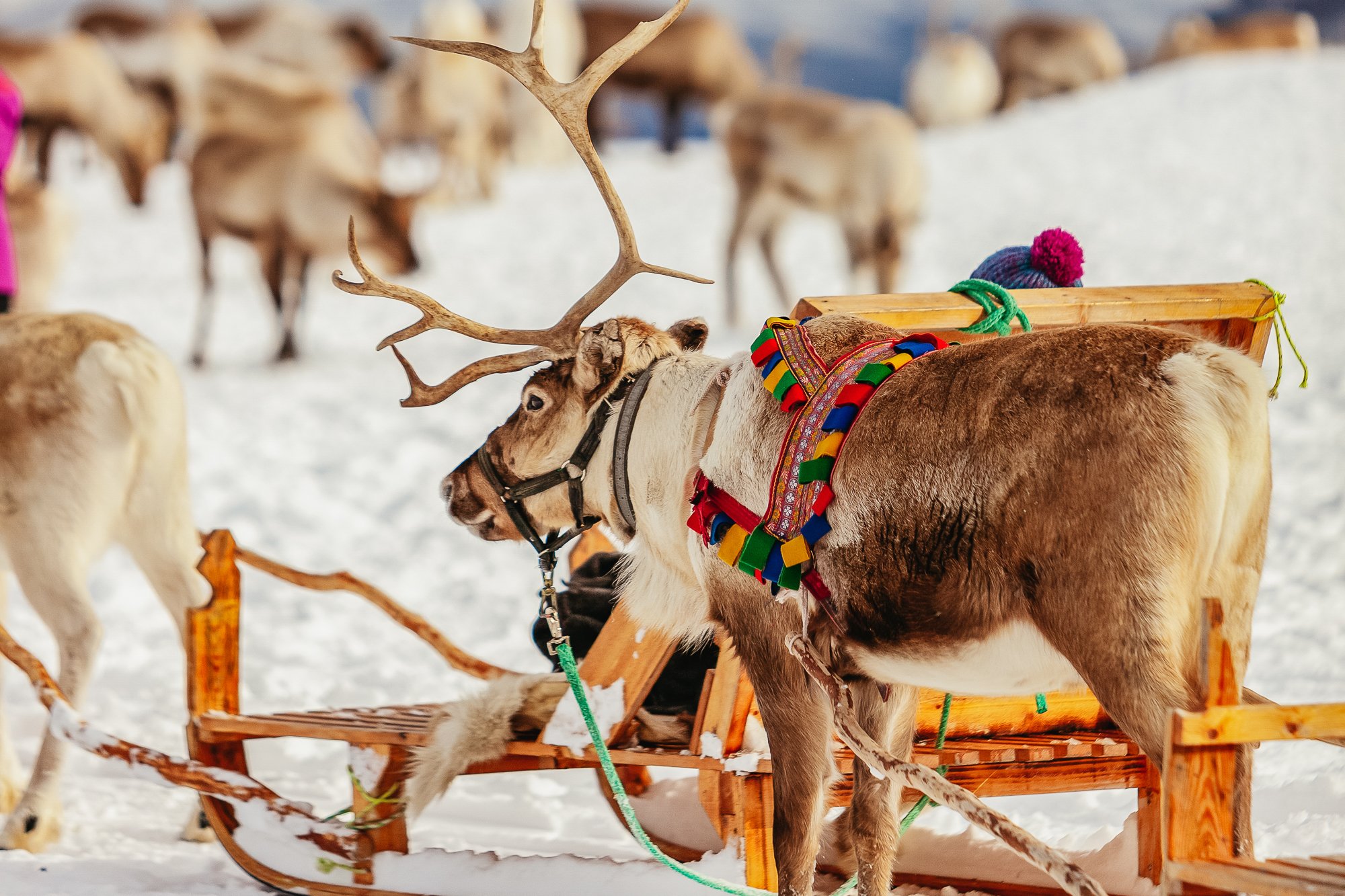 Tromso reindeer sledding and feeding tour with a Sami guide — image 1