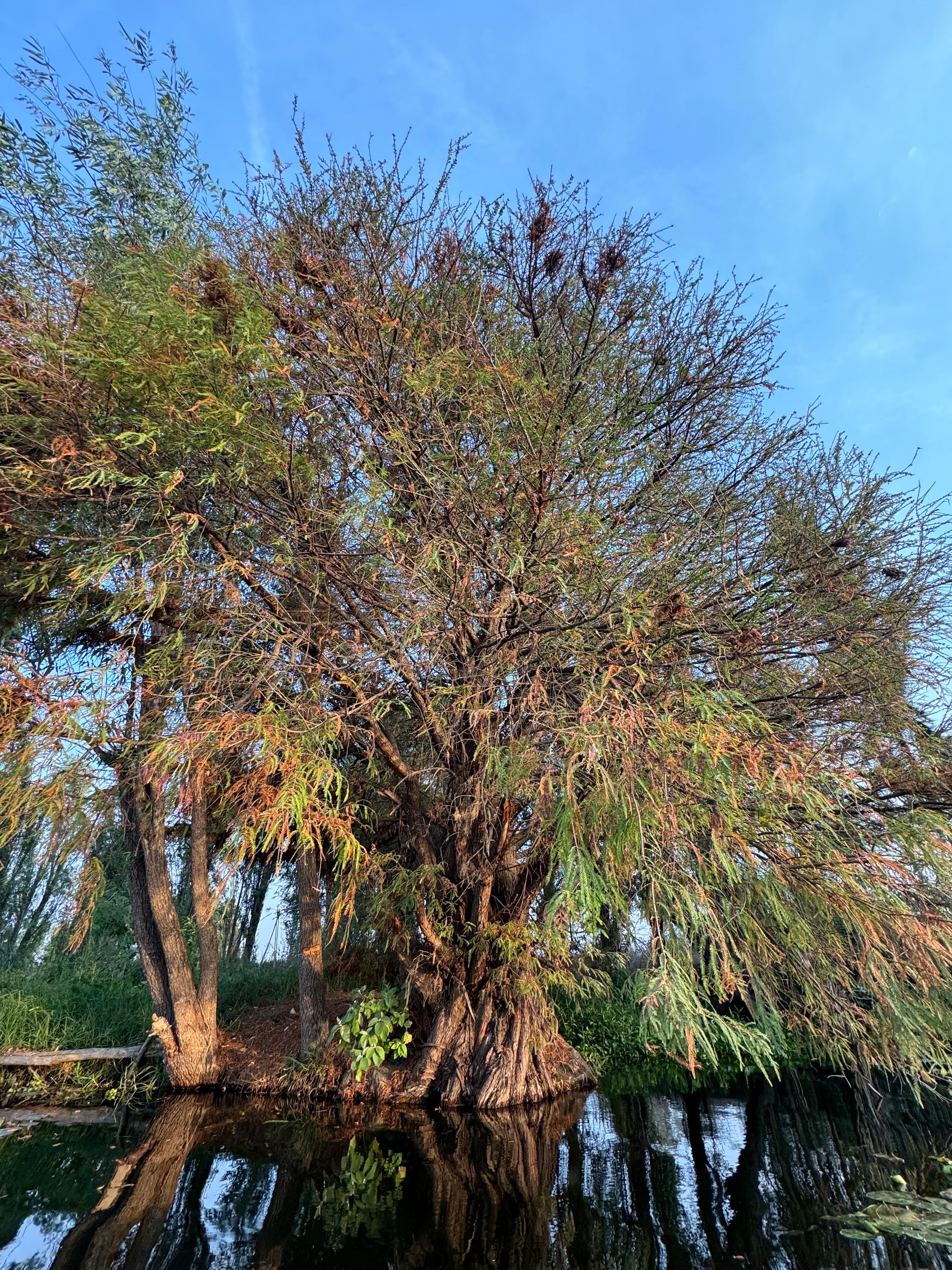 Xochimilco Axolotl Refuge & Canal Expedition