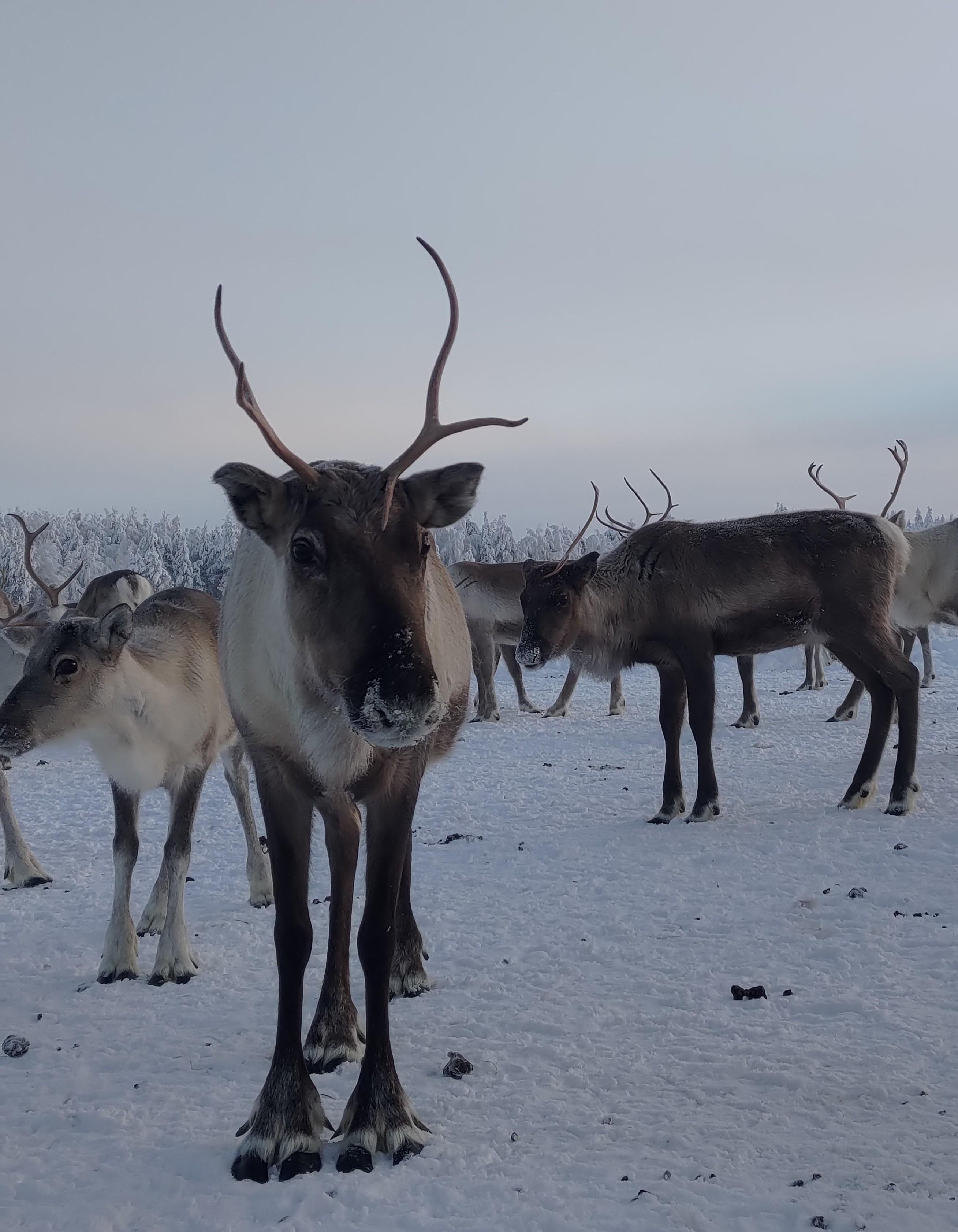 Rovaniemi Reindeer Farm: Herd Encounter & Lapland Culture