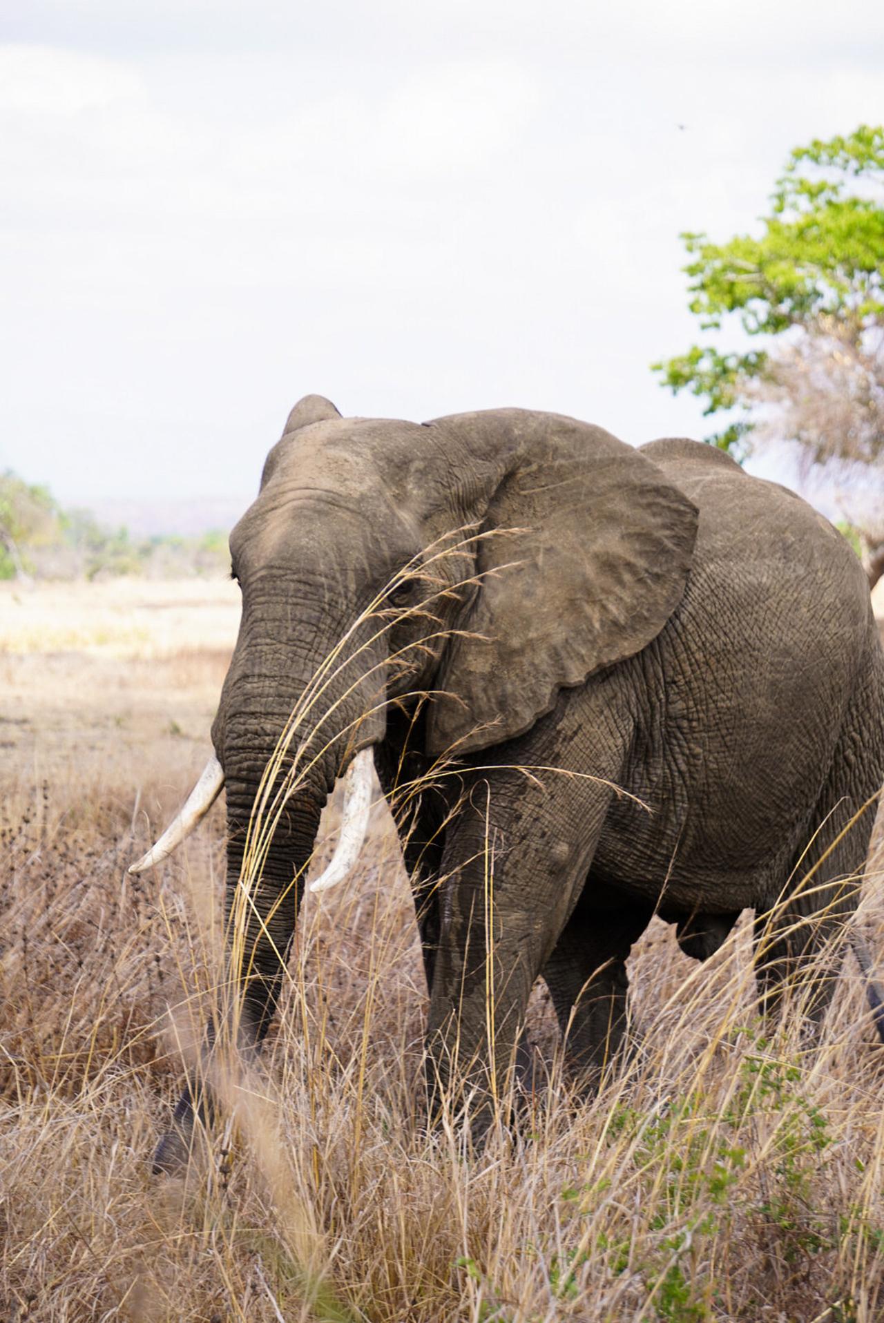 Zanzibar to Mikumi: Fly-In Safari Day Trip with Bush Lunch