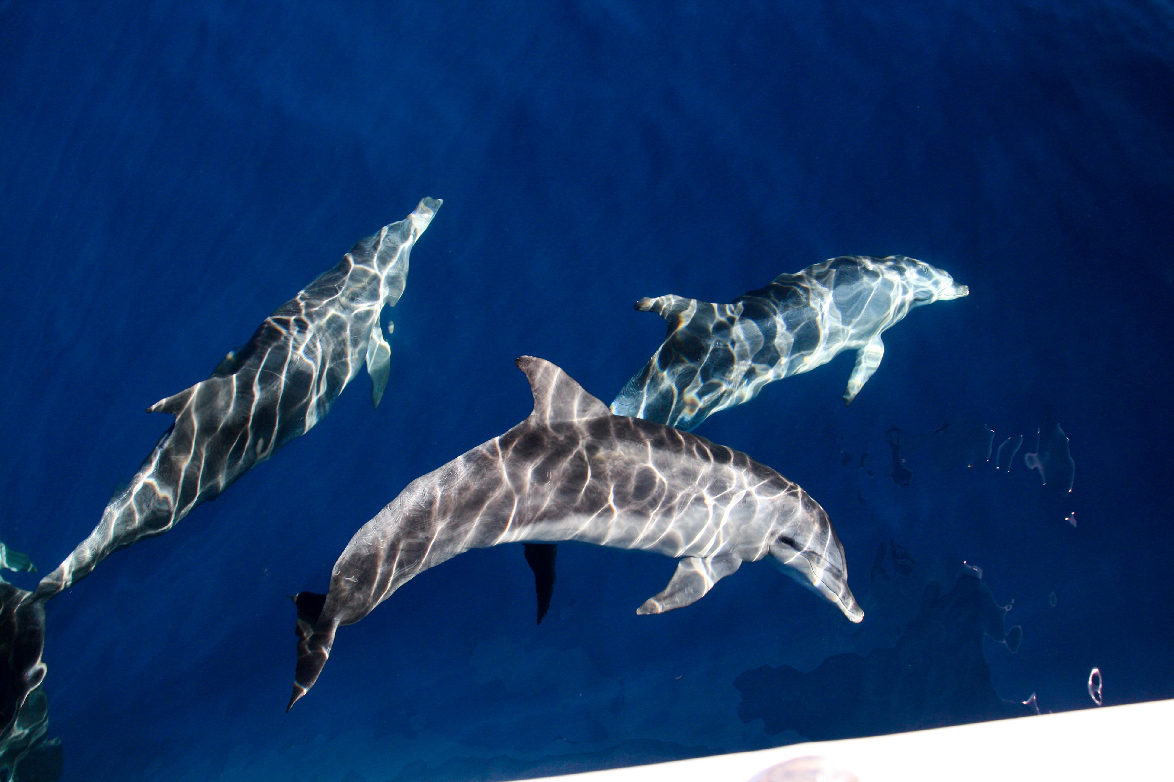 Gold Coast: Whale Watching Cruise & Sea World Entry