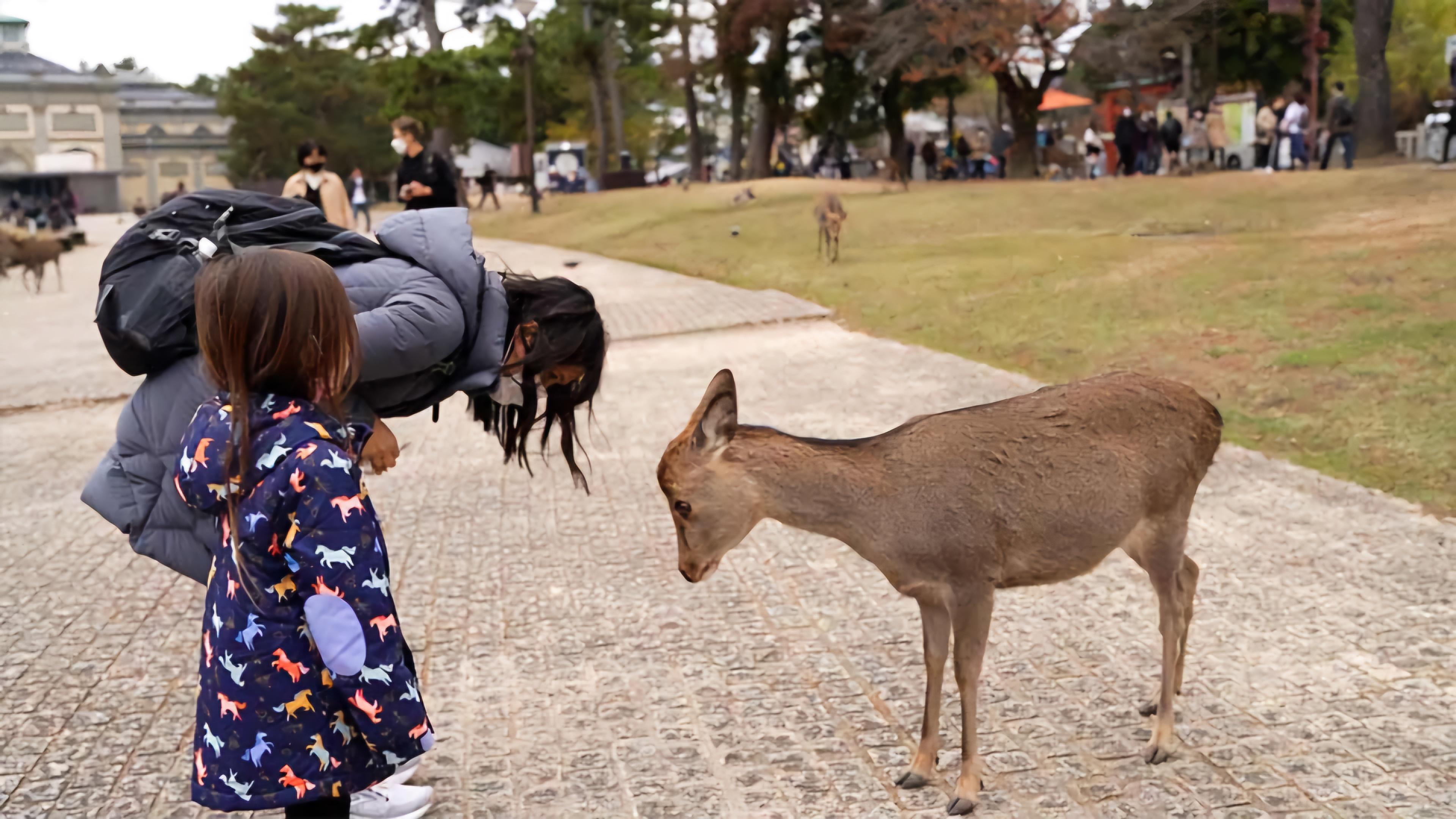 Nara Private Chauffeur Day Tour from Osaka or Kyoto