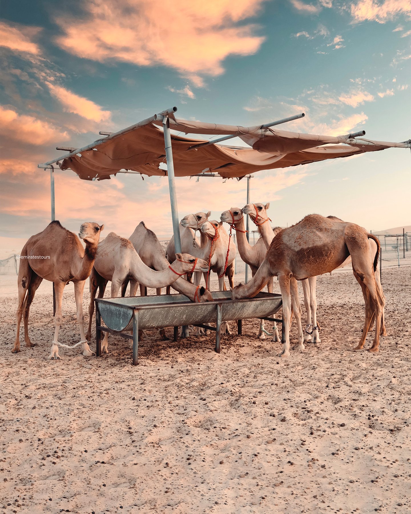 Abu Dhabi Desert Safari with BBQ Dinner & Live Entertainment
