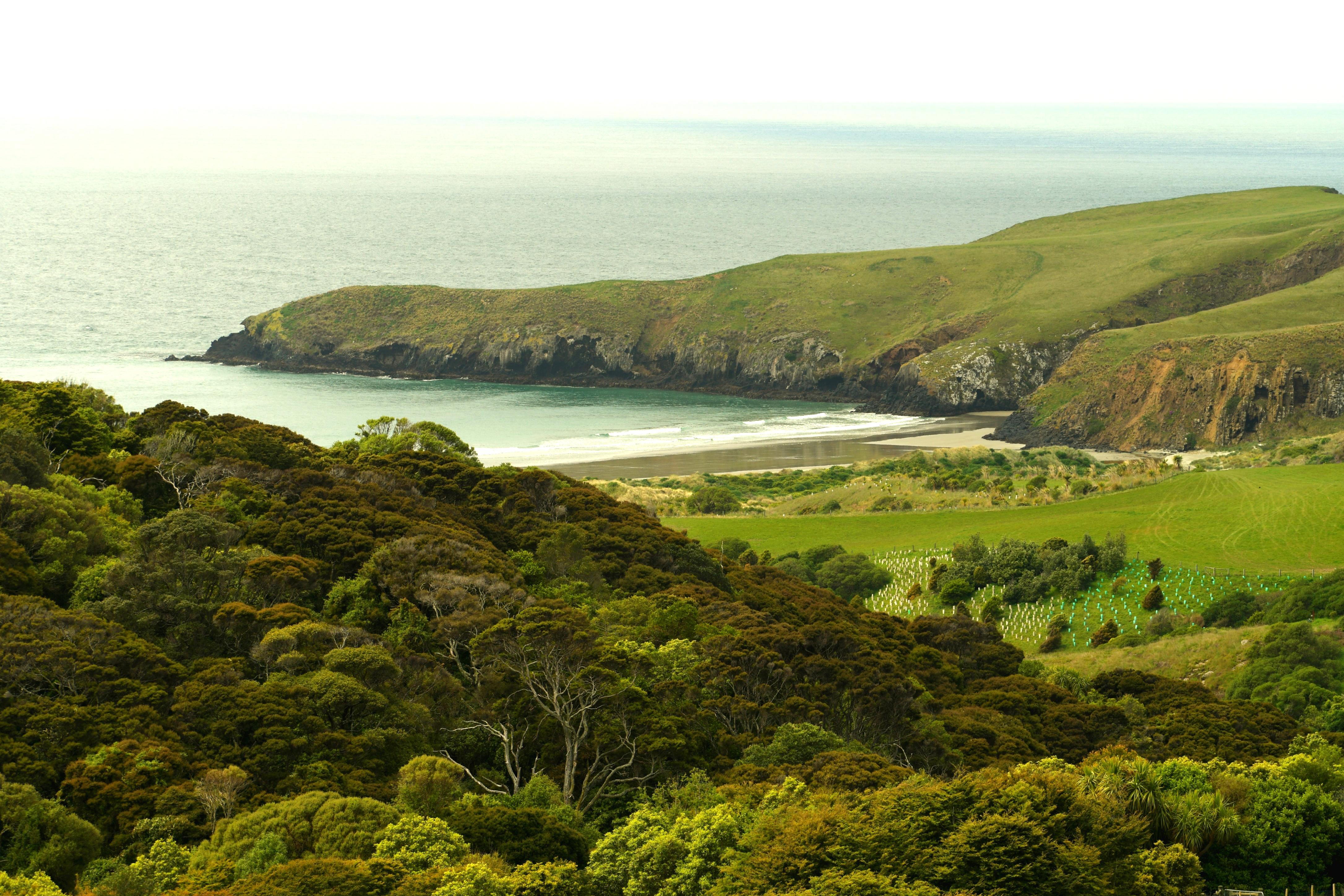 Dunedin: Wildlife and Penguin Tour