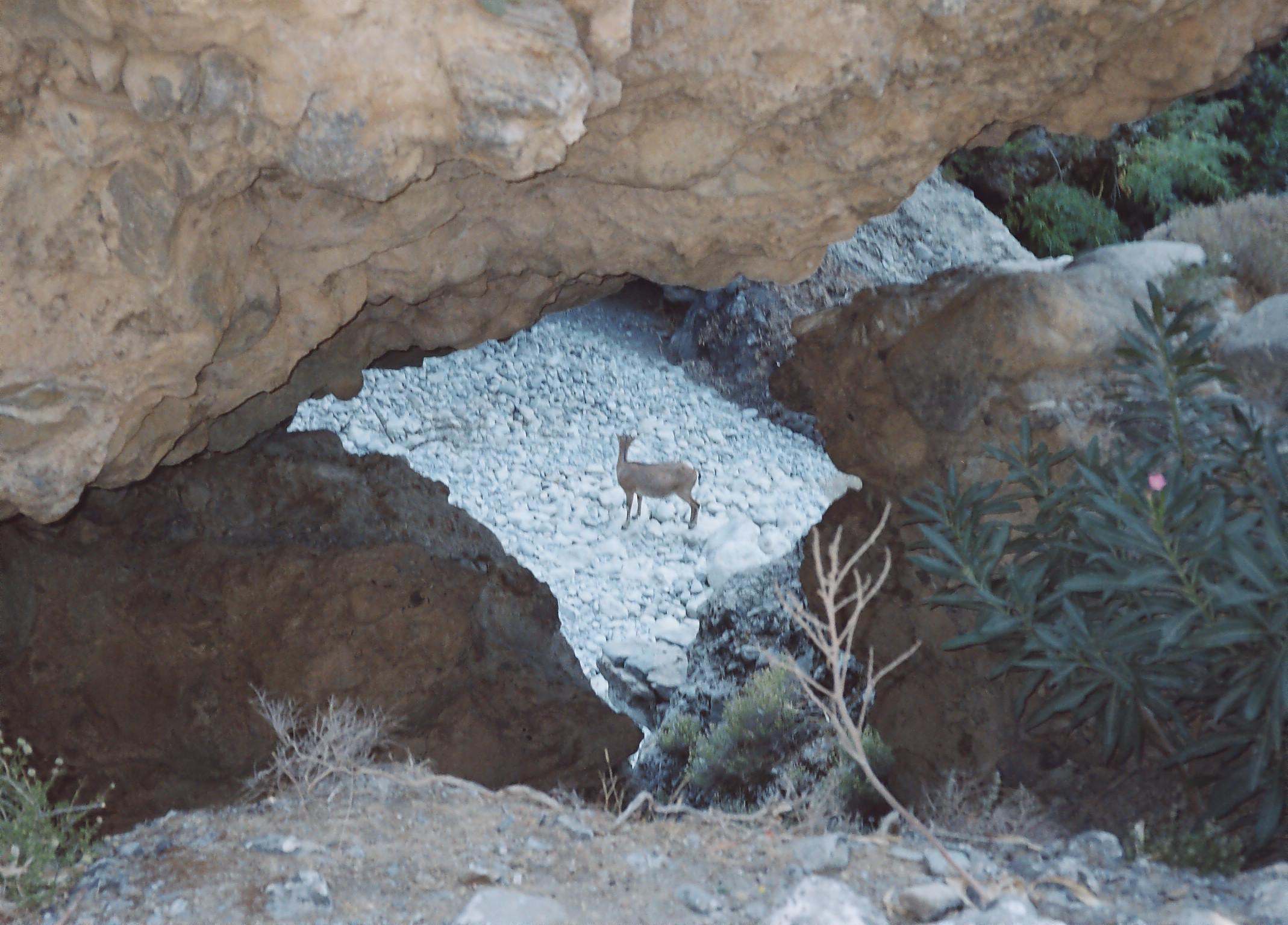 Samaria Gorge hike Crete — Xyloskalo descent, Iron Gates Sideroportes, kri-kri ibex, Agia Roumeli Libyan Sea — image 76