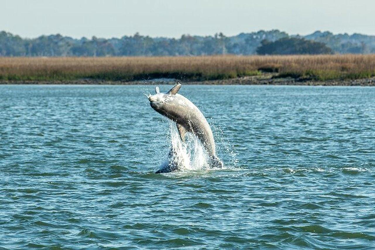 Charleston Dolphin & Sunset Sailing Experience