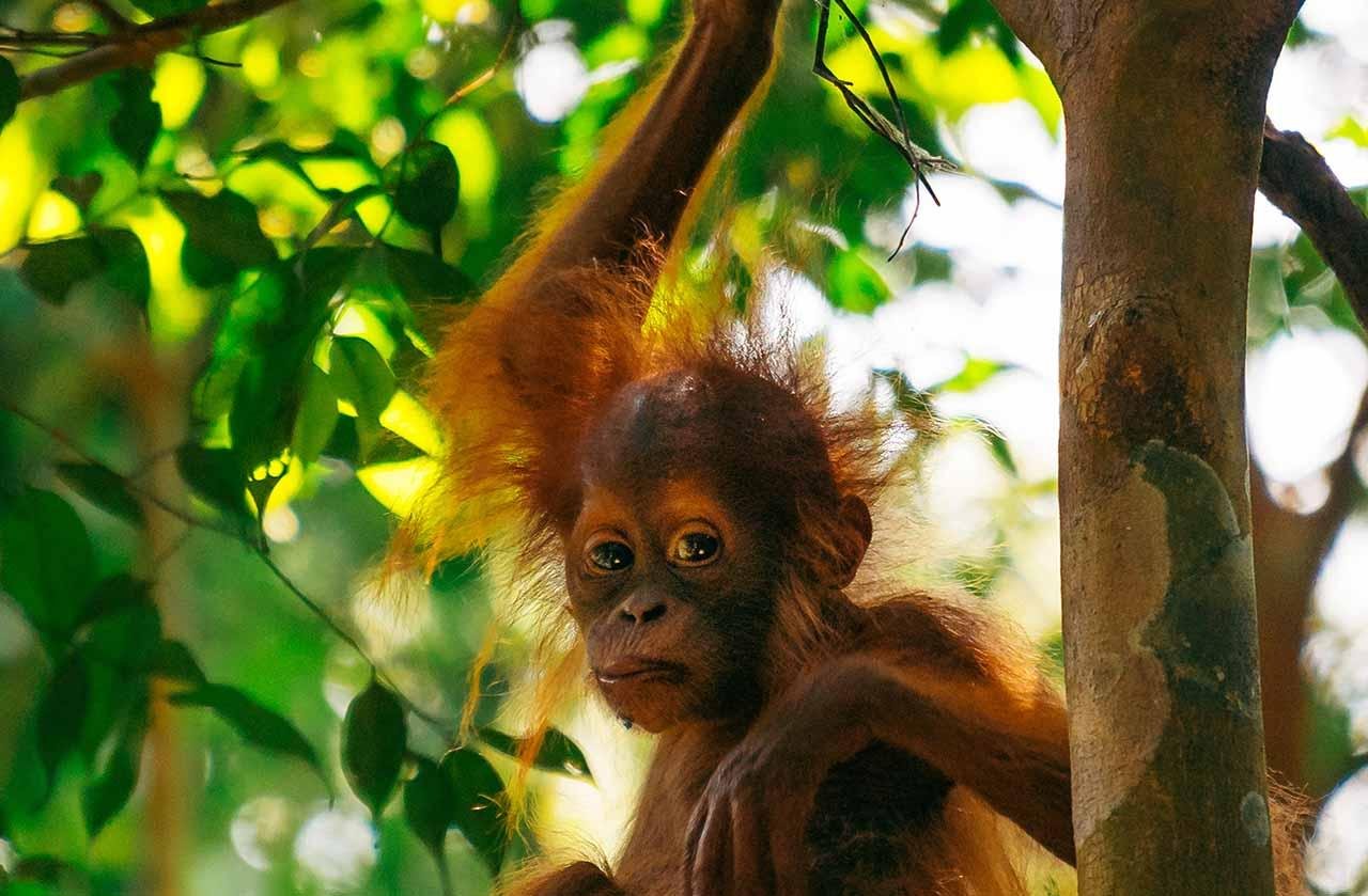 Half-Day Ethical Rainforest Trek in Bukit Lawang