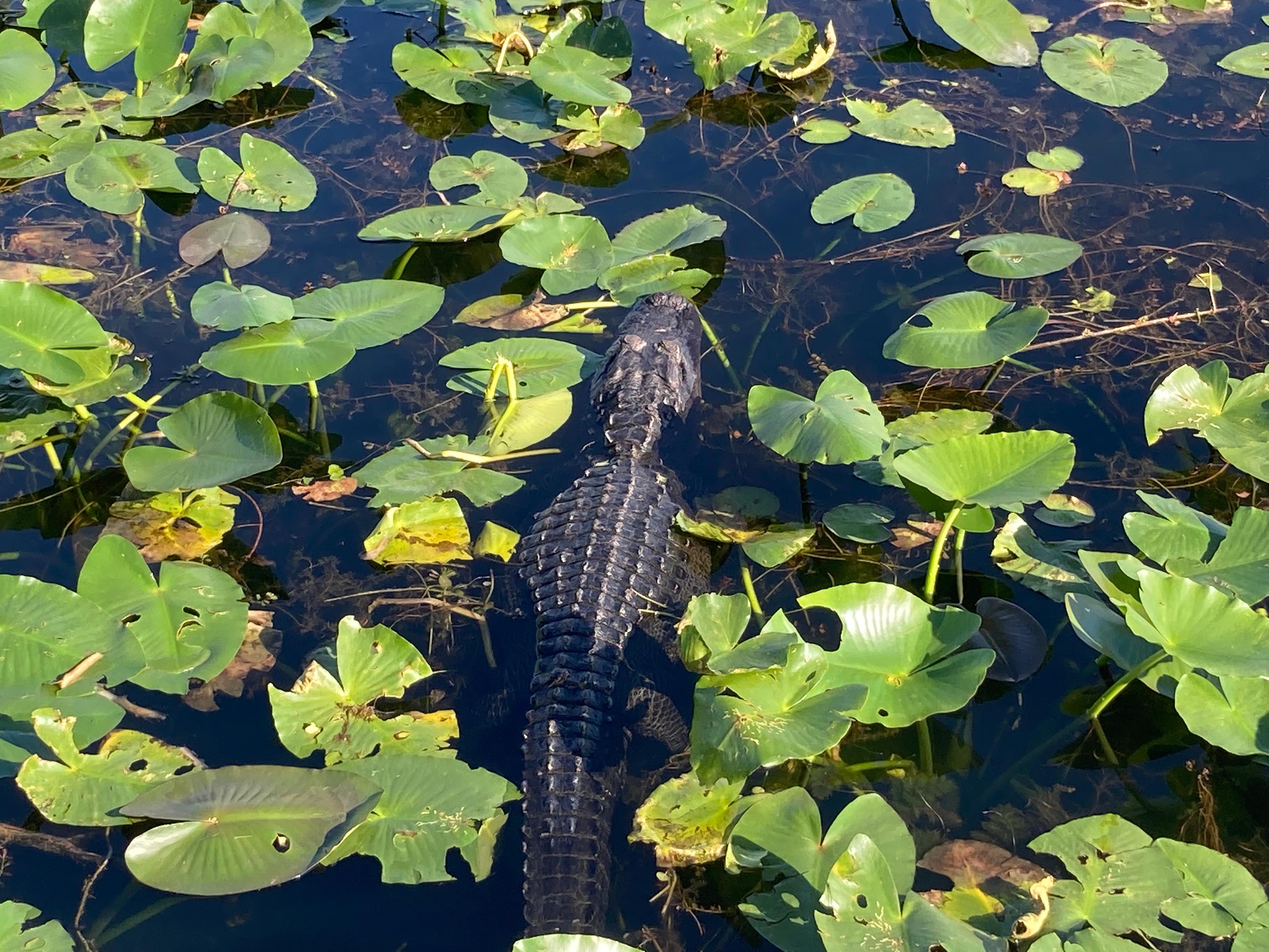 Full-Day Everglades Kayaking & Hiking Expedition from Miami