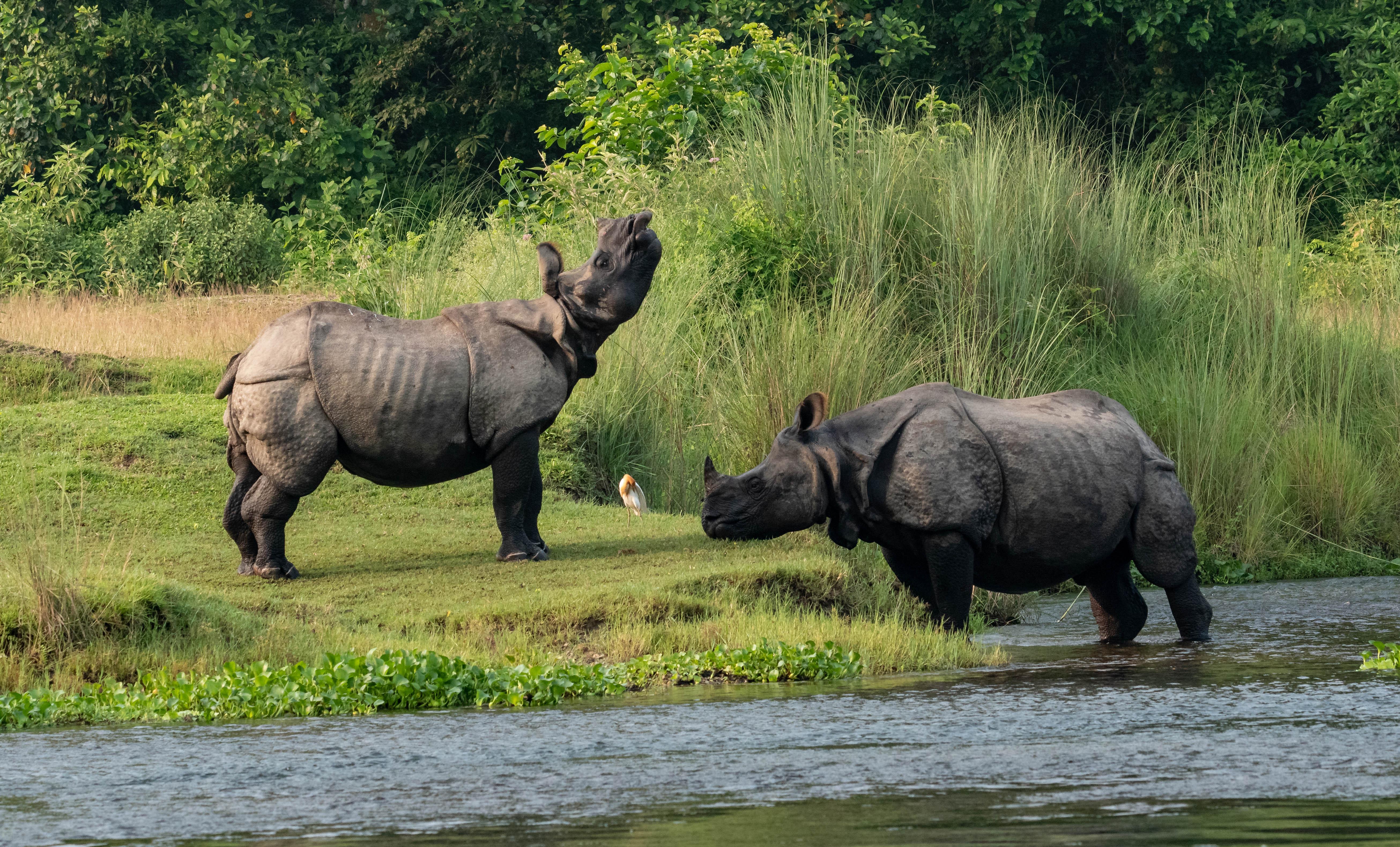3-Day Chitwan National Park Wildlife Safari from Kathmandu or Pokhara