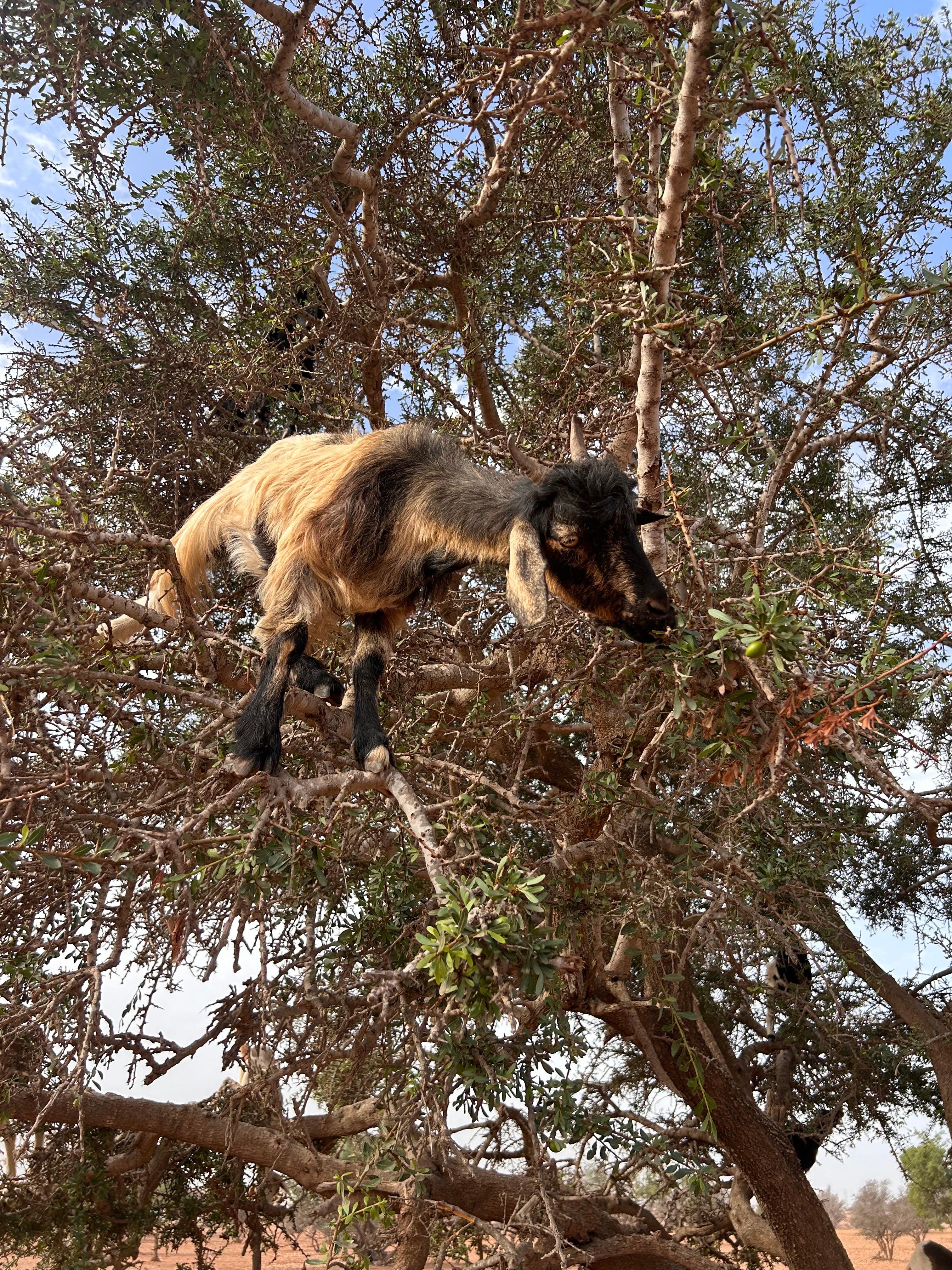 Agadir Highlights: Cable Car, Crocopark & Argan Goats