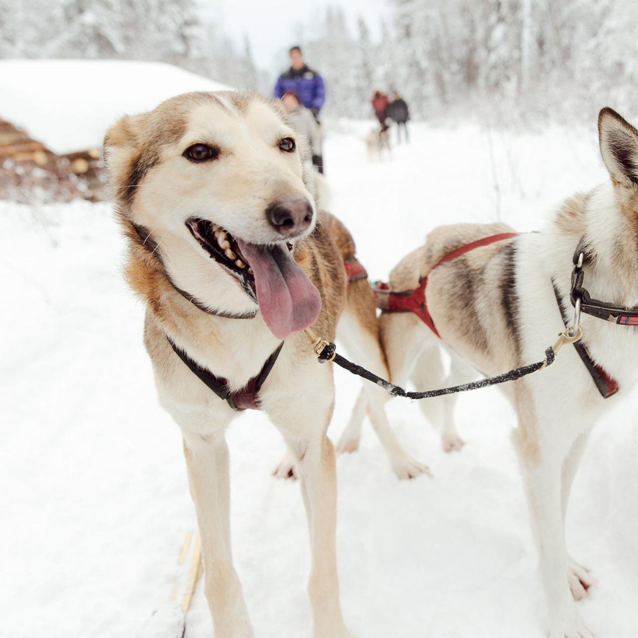 Alaskan Dog Sledding & Iditarod Checkpoint Tour