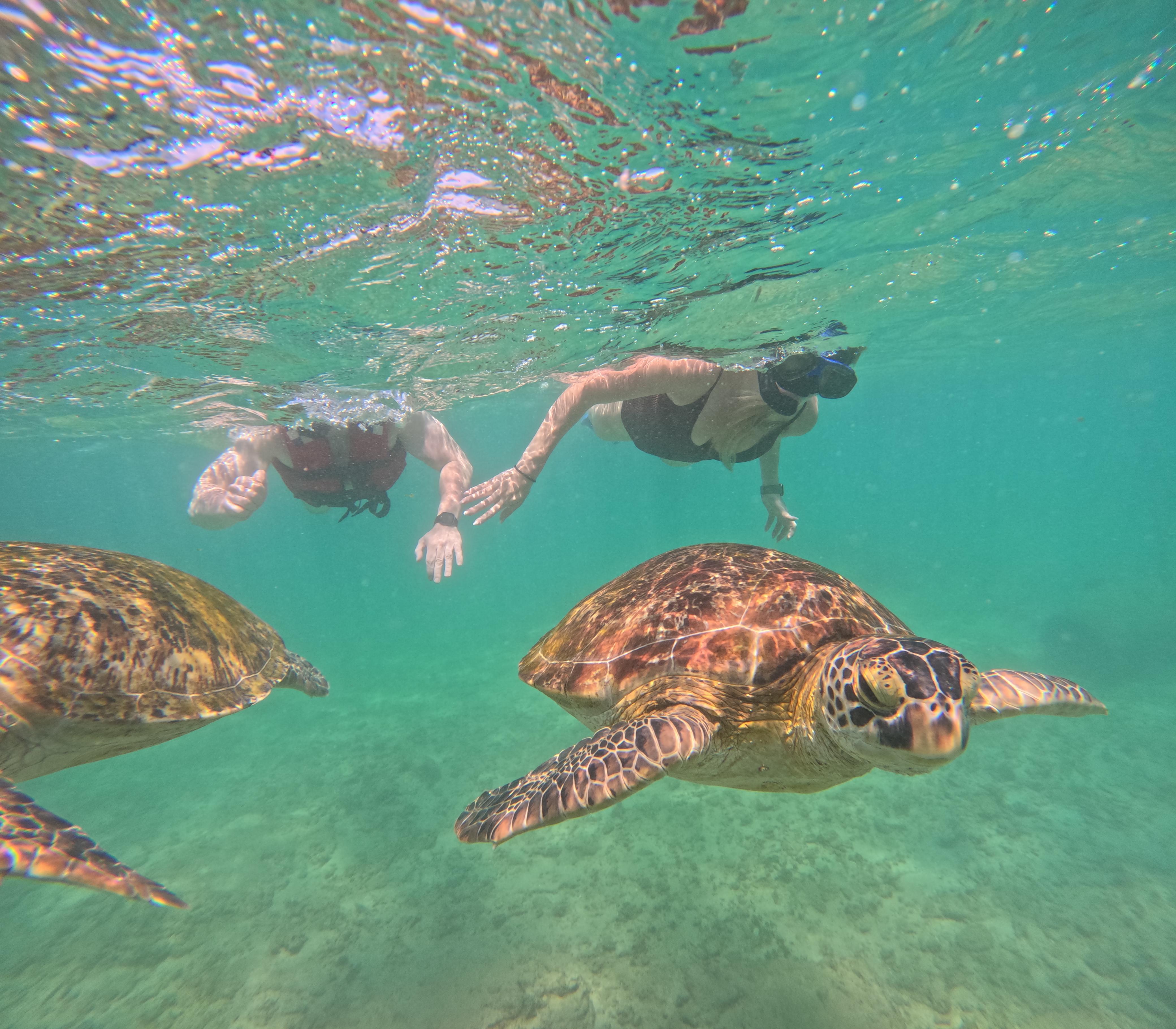 Mirissa Blue Whale Safari & Turtle Snorkeling Adventure