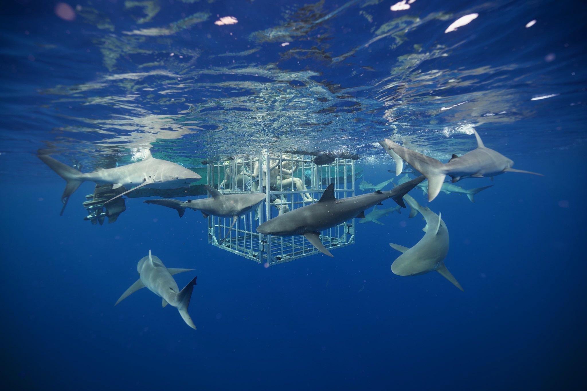 North Shore Shark Cage Diving Experience, Haleiwa