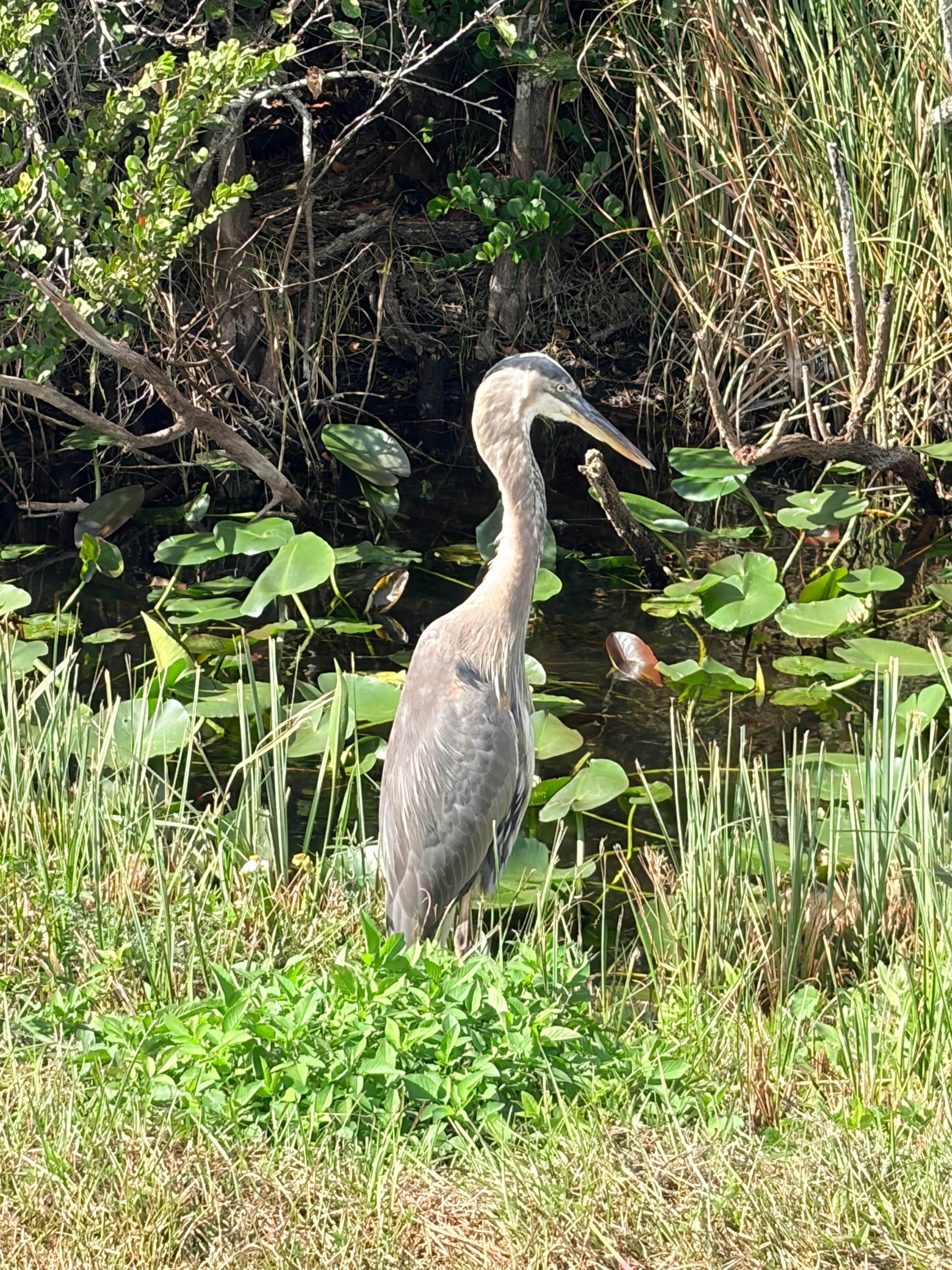 Everglades E-Bike & Wildlife Expedition from Miami