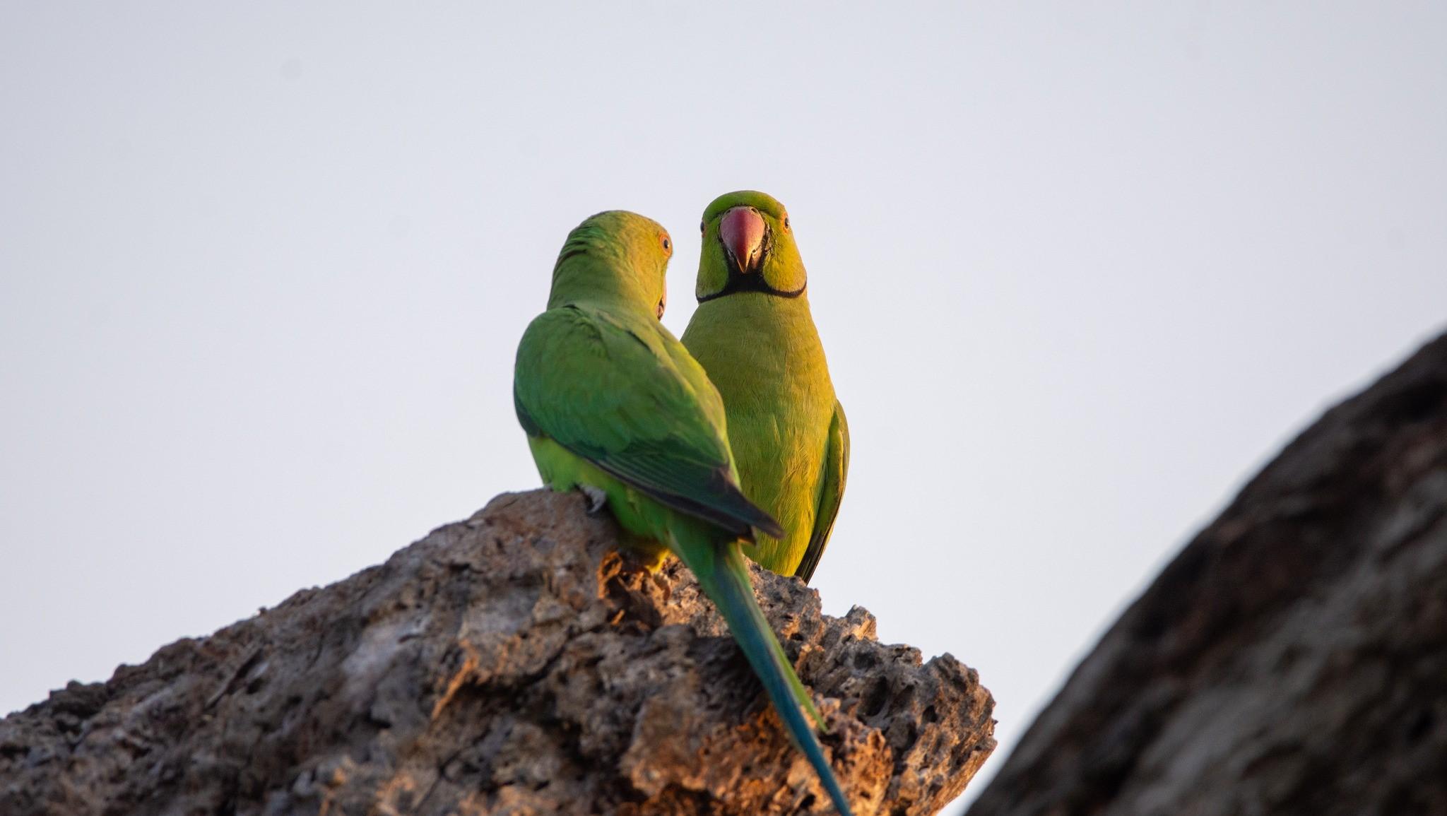 Full-Day Wilpattu National Park Safari Adventure