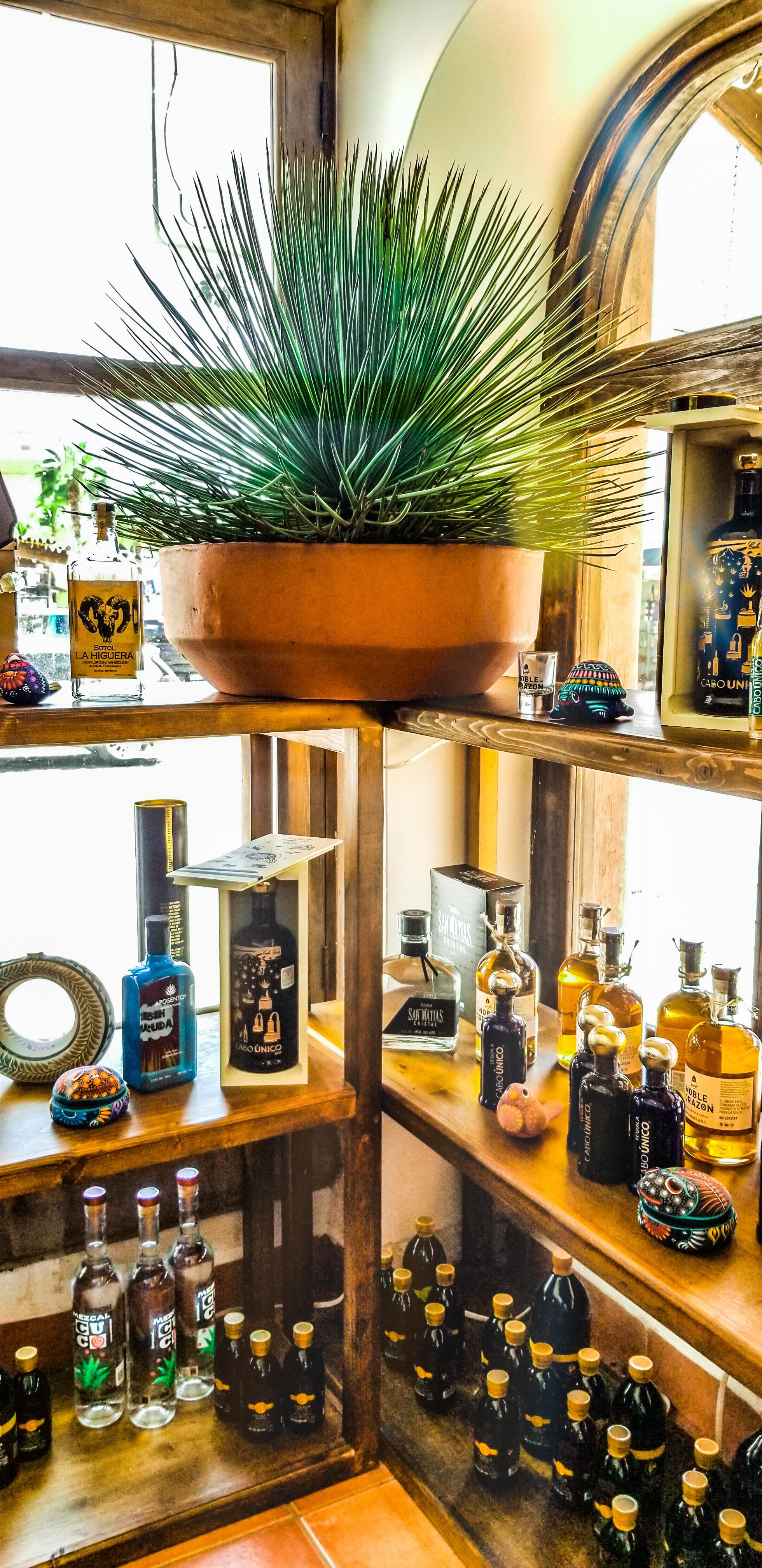 tequila tour in Los Cabos — photo 7