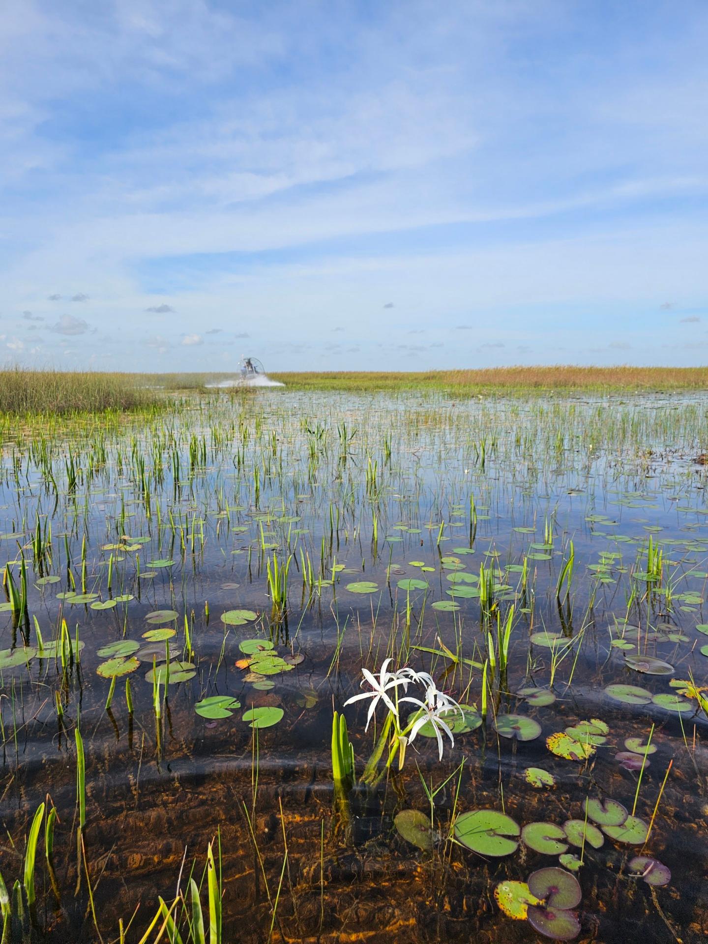 Everglades Airboat Adventure with Miami Transportation