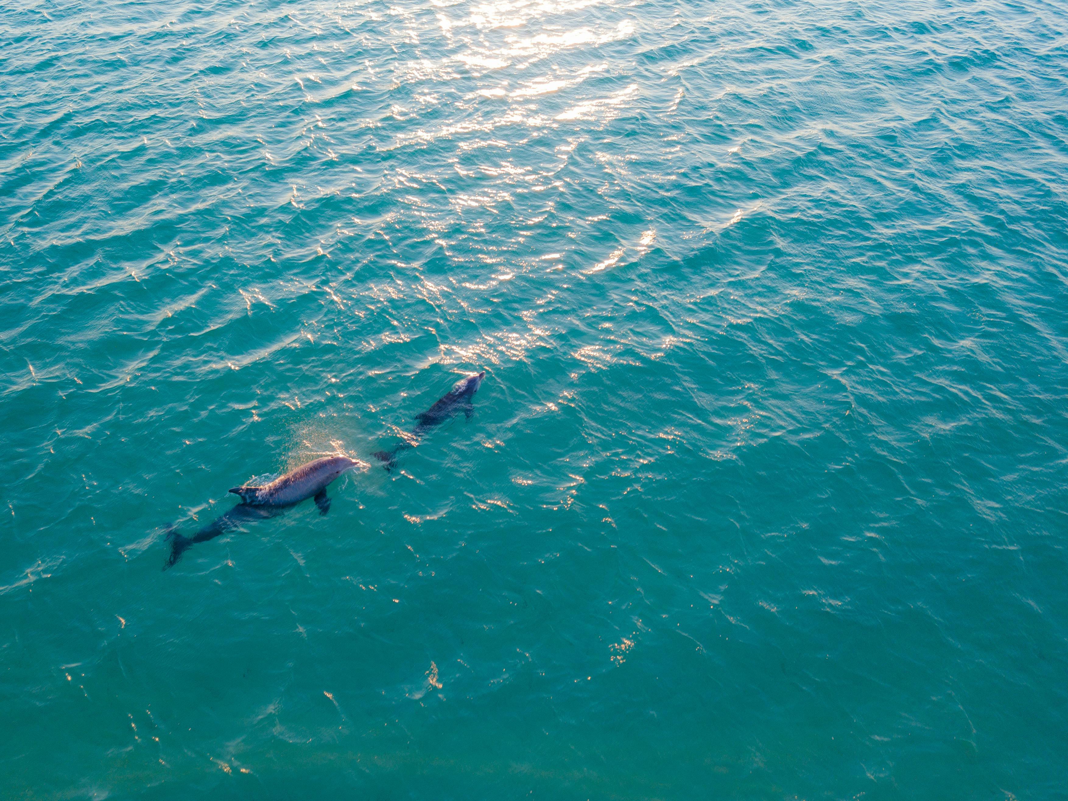 Golfo Aranci: Dolphin Watching & Coastal Snorkeling Boat Tour