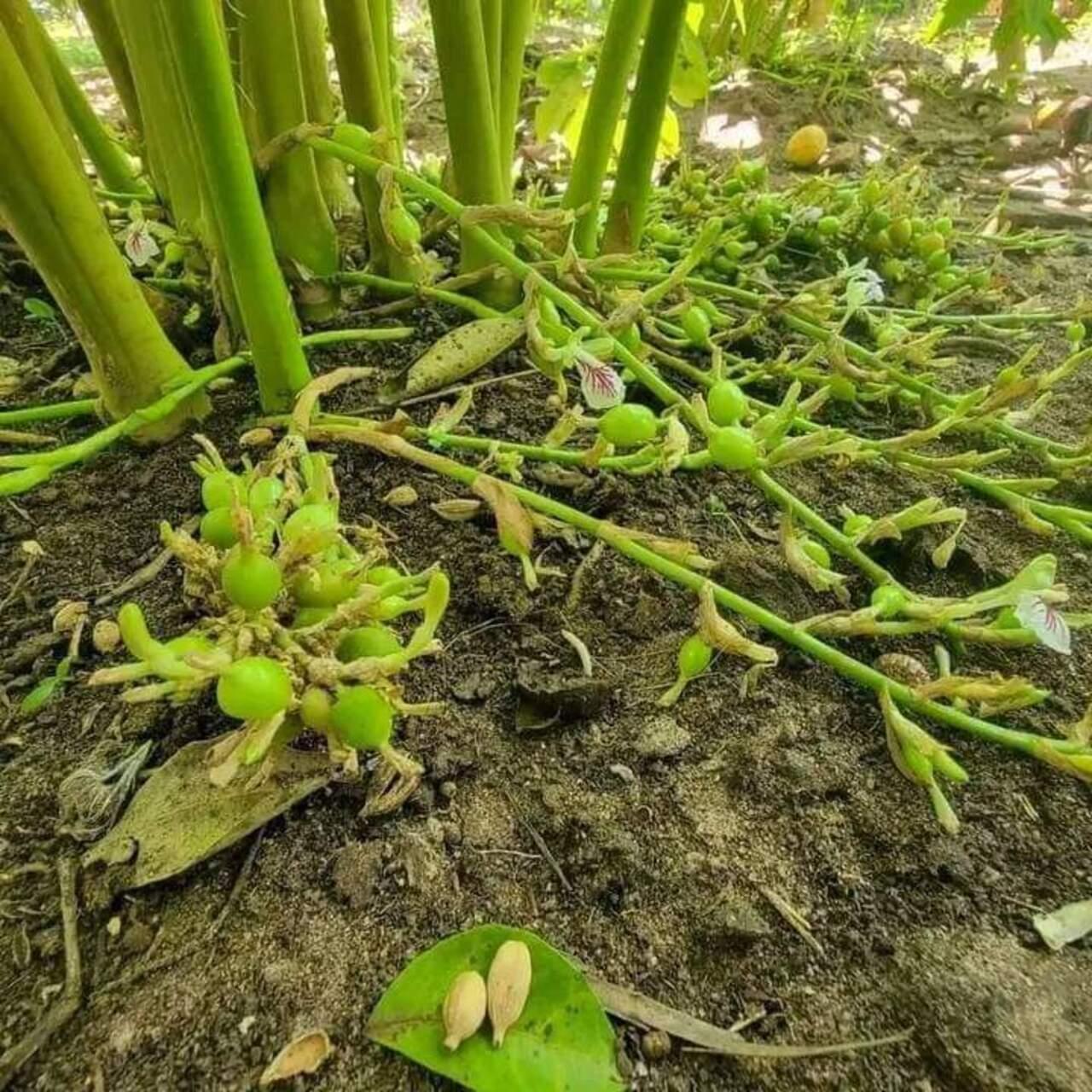 Zanzibar Private Spice Farm Tour with Local Guide