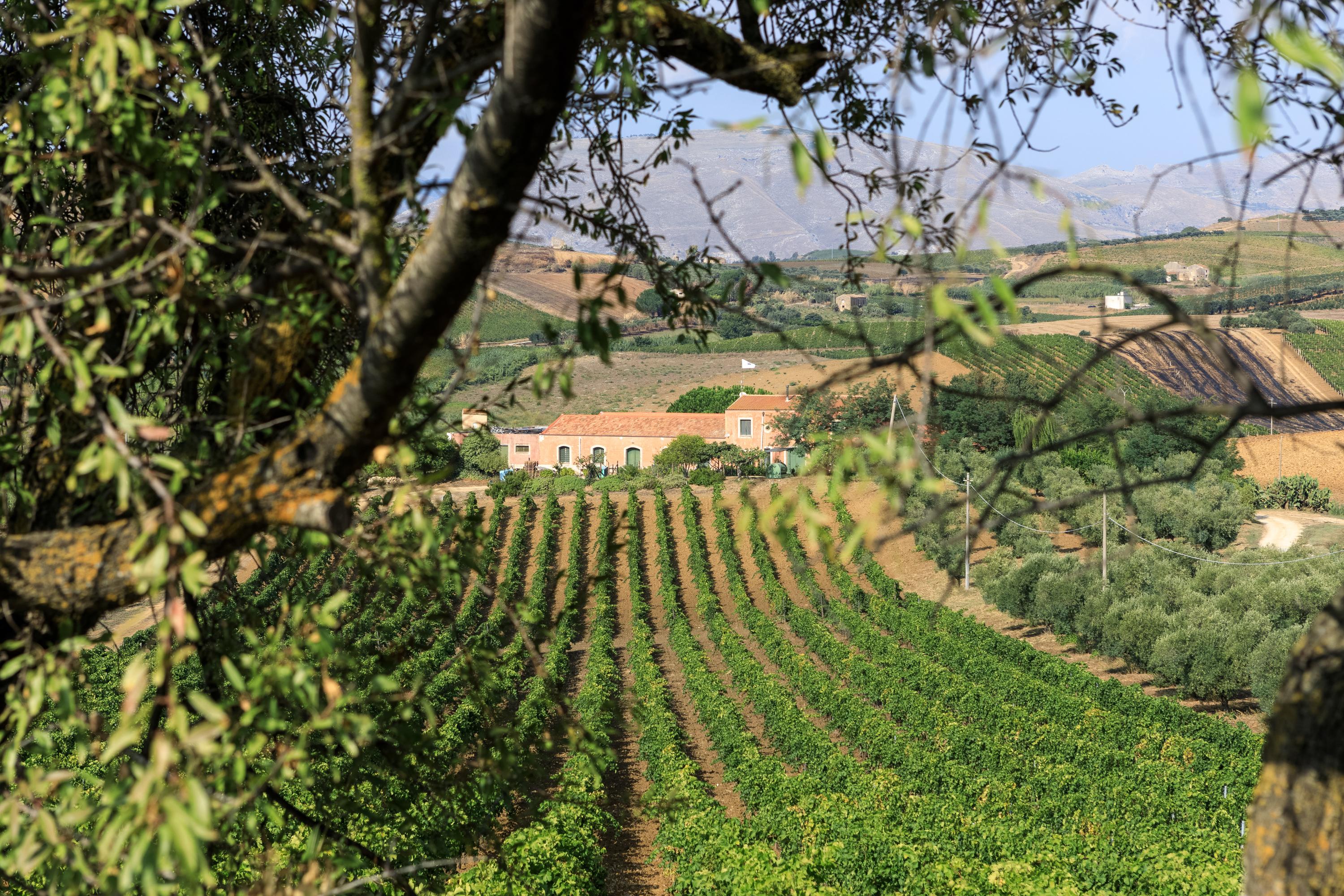 Sallier de La Tour Wine Discovery Experience