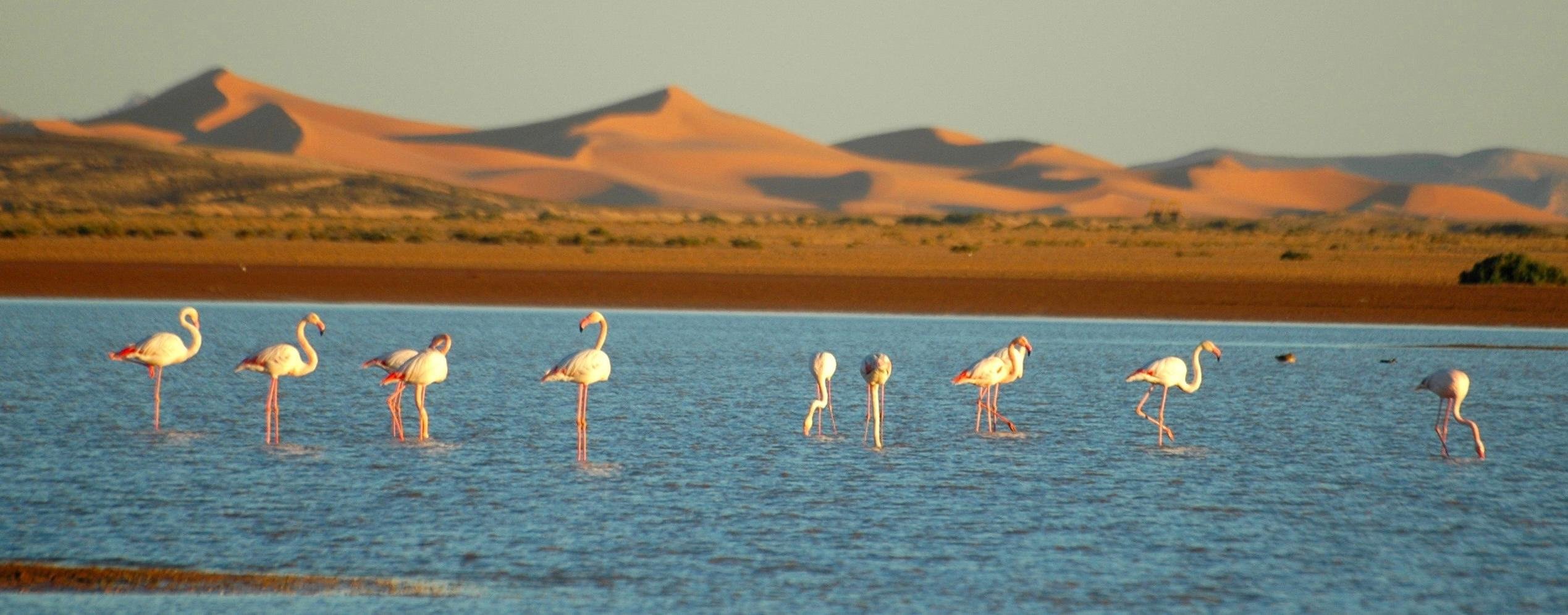 3-Day Sahara Desert Safari: Dunes, Camels & Kasbahs