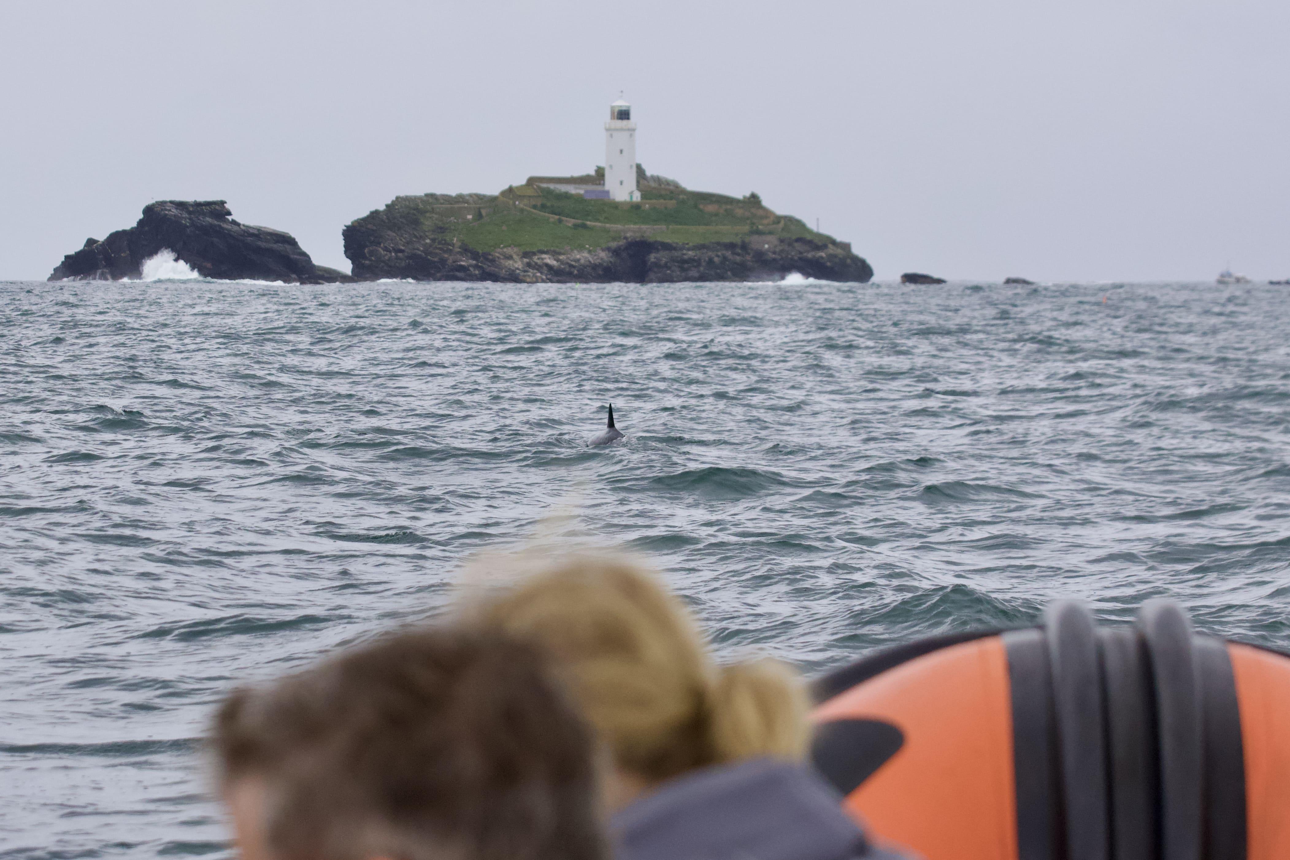 Godrevy to Hell's Mouth Wildlife Boat Trip
