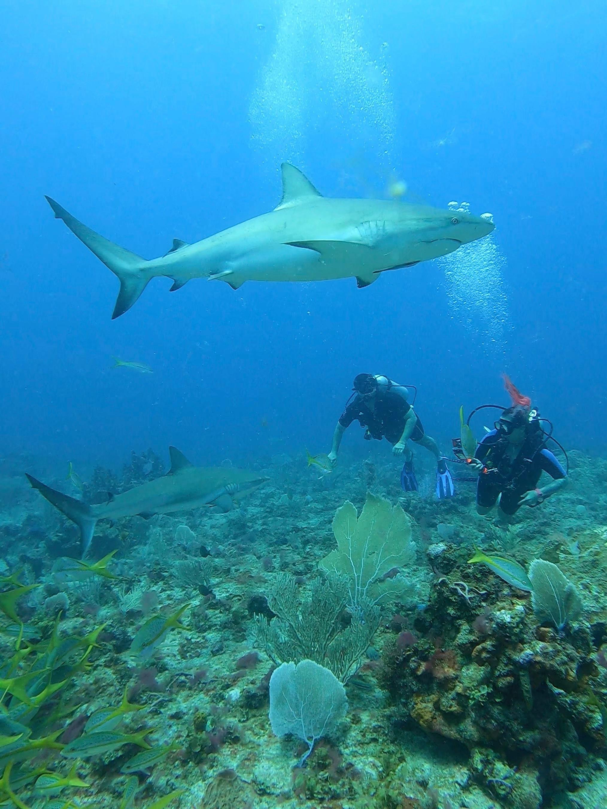 Punta Cana Shark Diving & Shipwreck Exploration