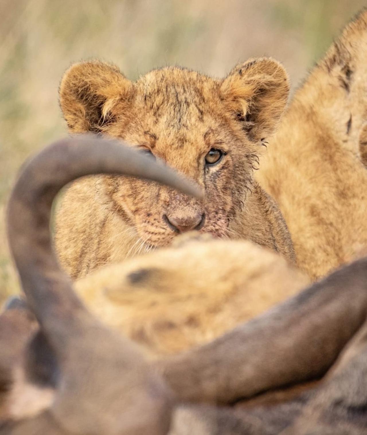 Nairobi National Park Half-Day Wildlife Safari