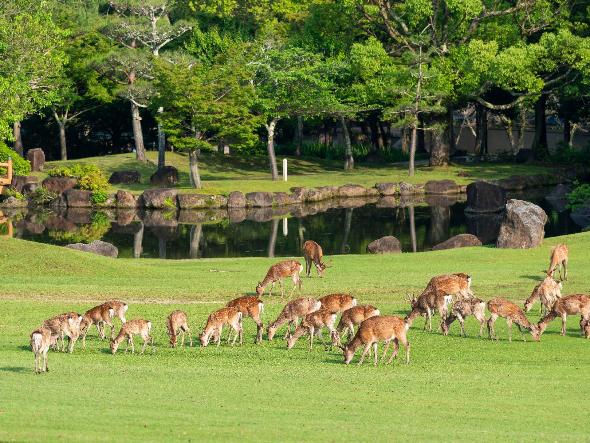 Nara, Fushimi Inari Taisha, and Arashiyama Day Tour from Osaka/Kyoto