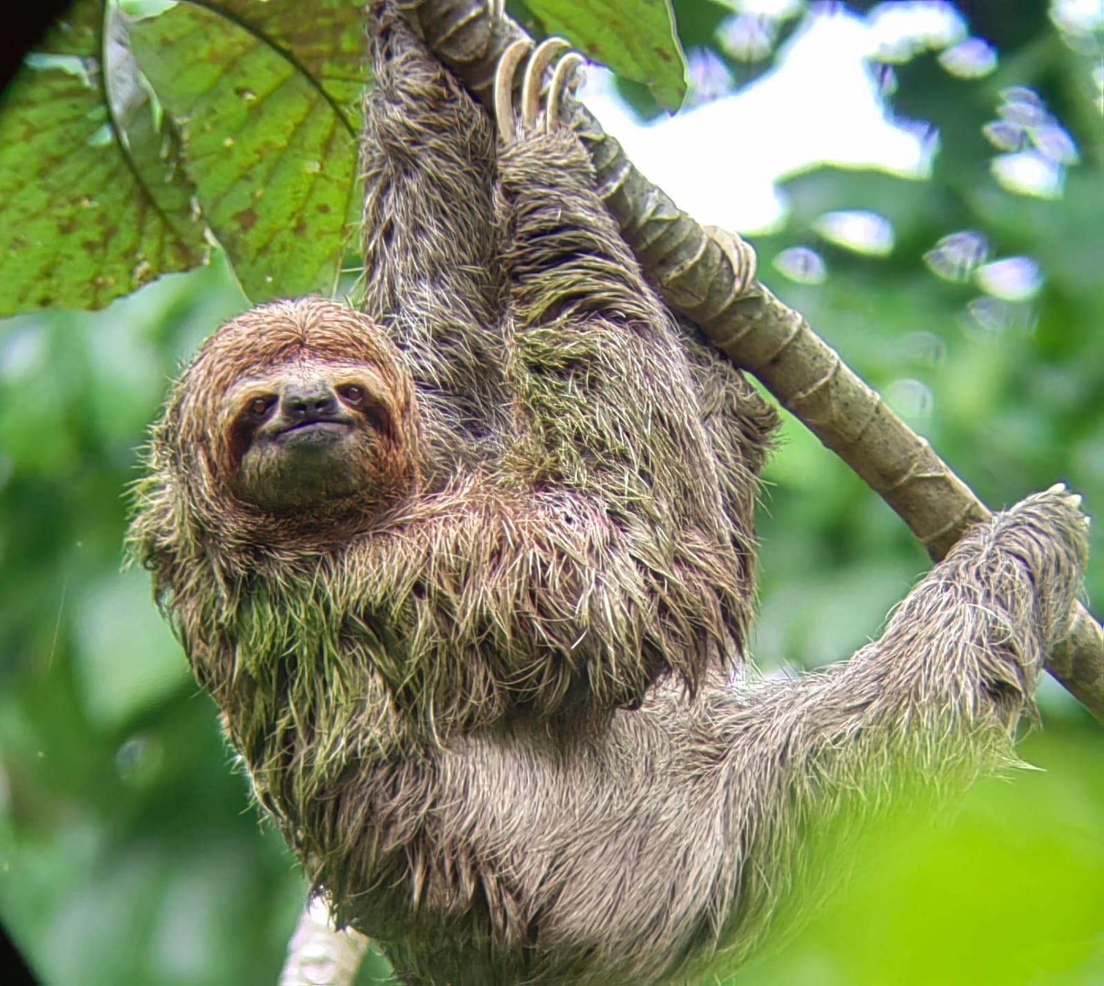 Manuel Antonio National Park: Wildlife Guided Tour with Entrance Fee