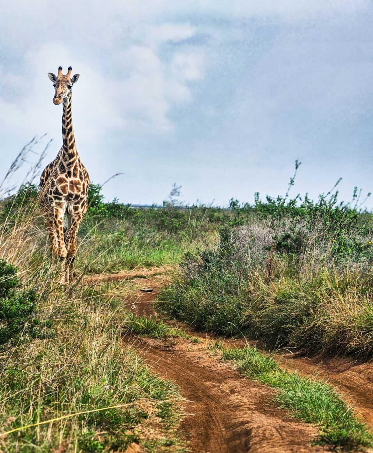 Nairobi National Park 5-Hour 4x4 Wildlife Safari