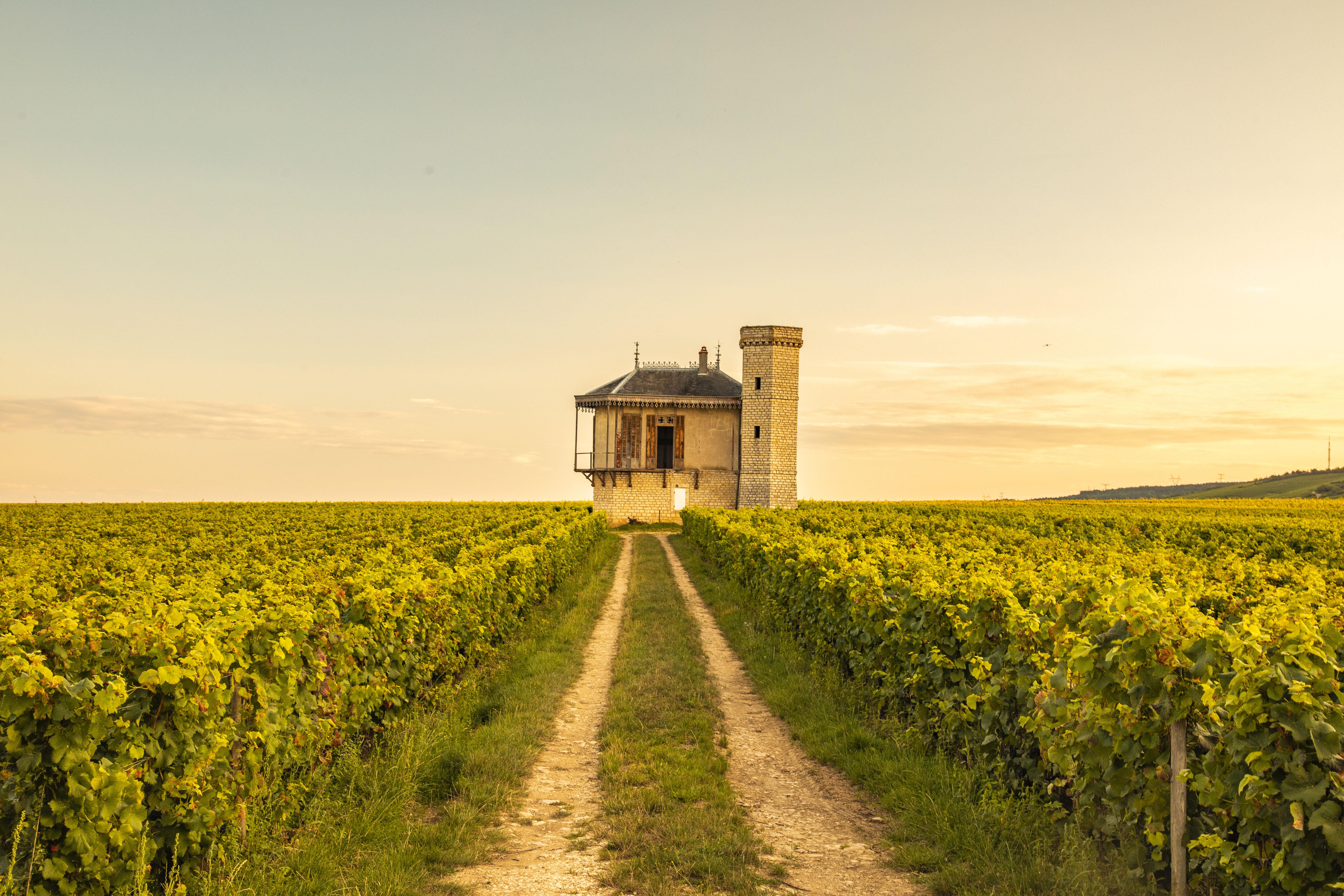 Private Burgundy Wine Tour: Grand Cru Route & Estate Tastings
