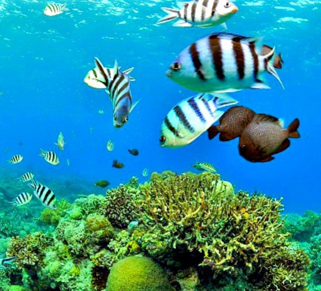 Mactan Island Hopping Boat Tour with Lunch