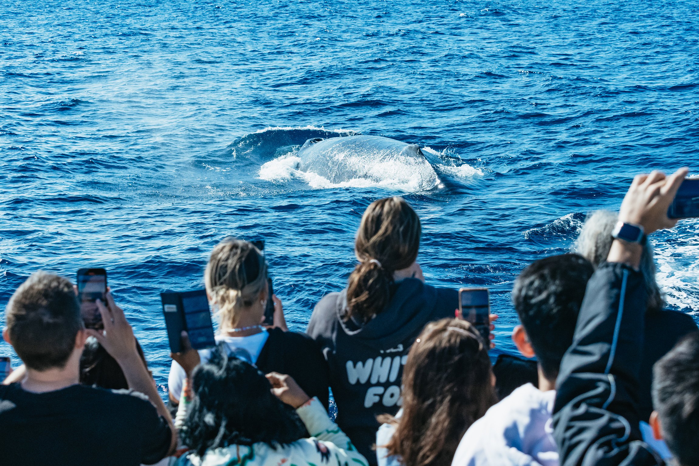 Gold Coast Whale Watching Cruise