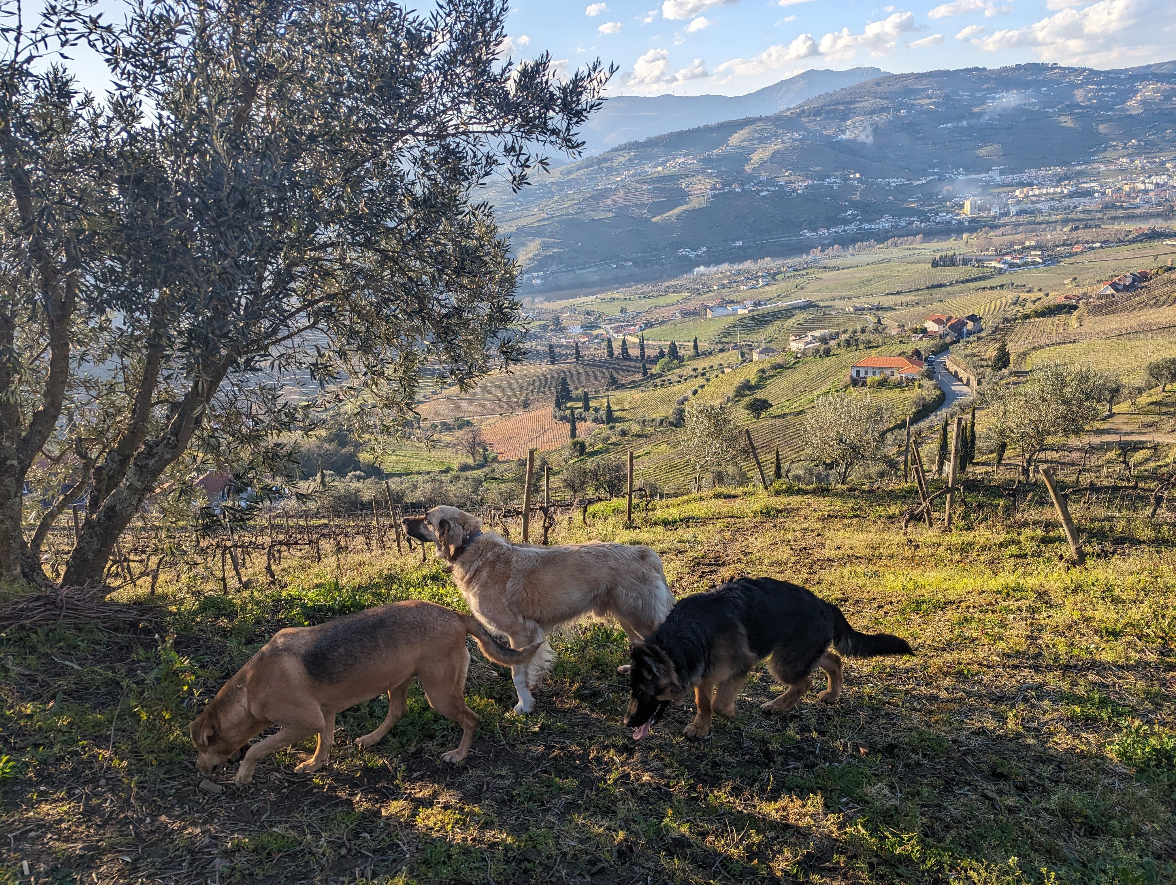 Douro Valley Wine & Boat Experience from Porto