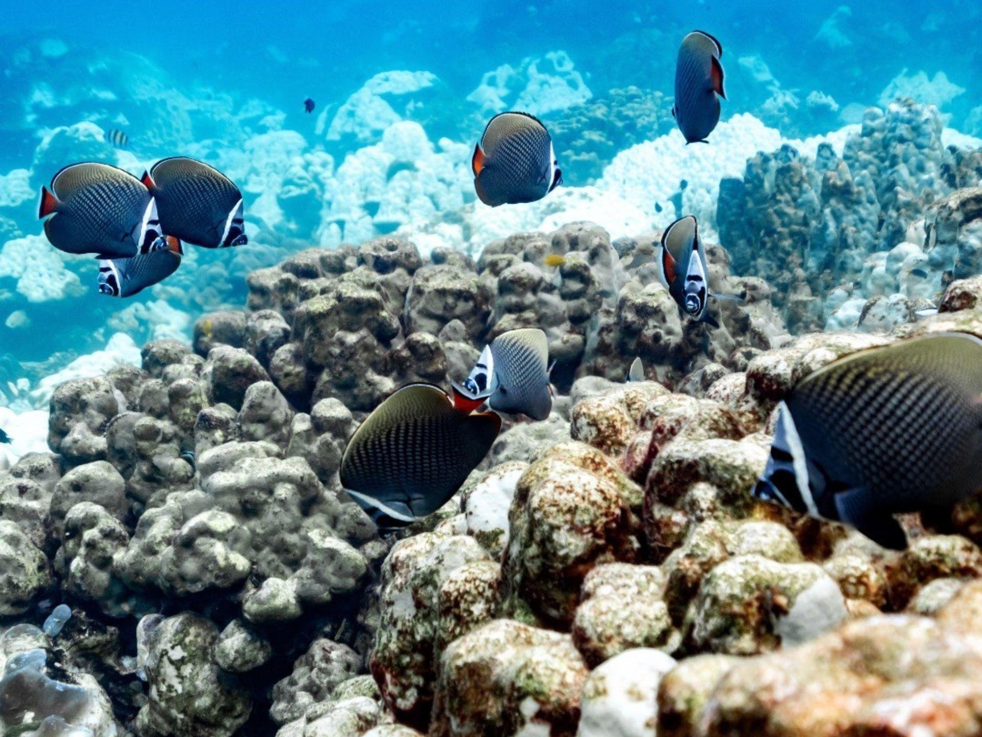 Phuket Speedboat Excursion: Racha & Coral Island
