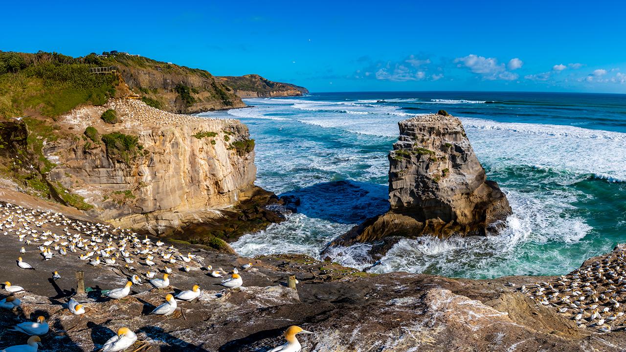 West Coast Black Sand Beaches & Gannet Colony Day Trip