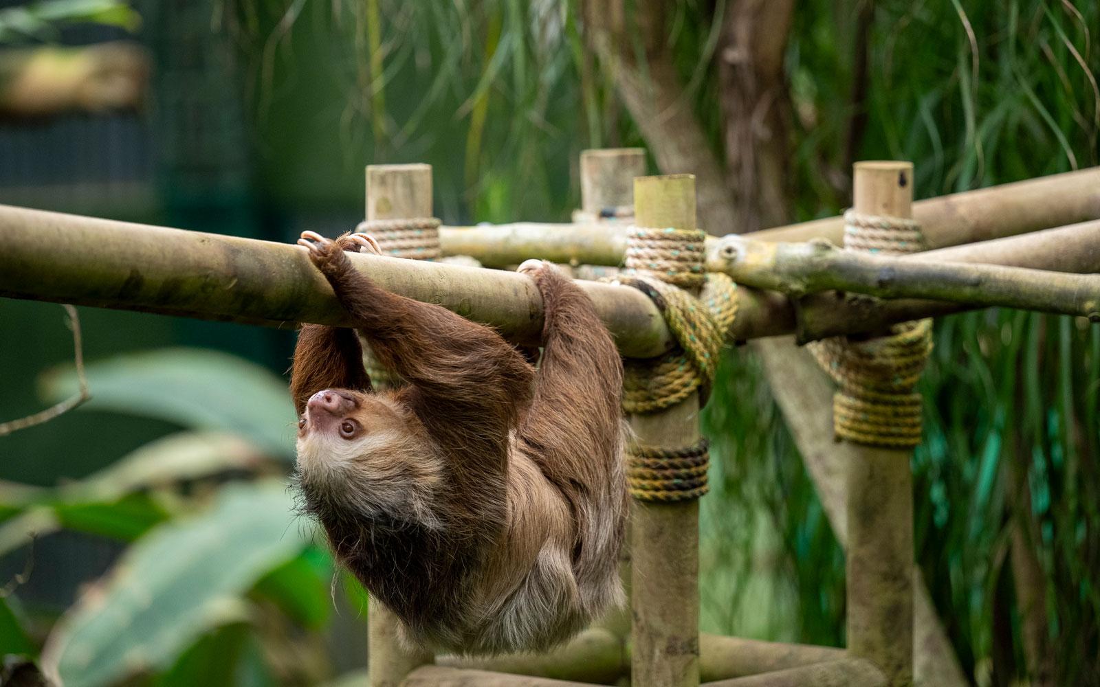 Monteverde Sloth Sanctuary & Guided Night Walk