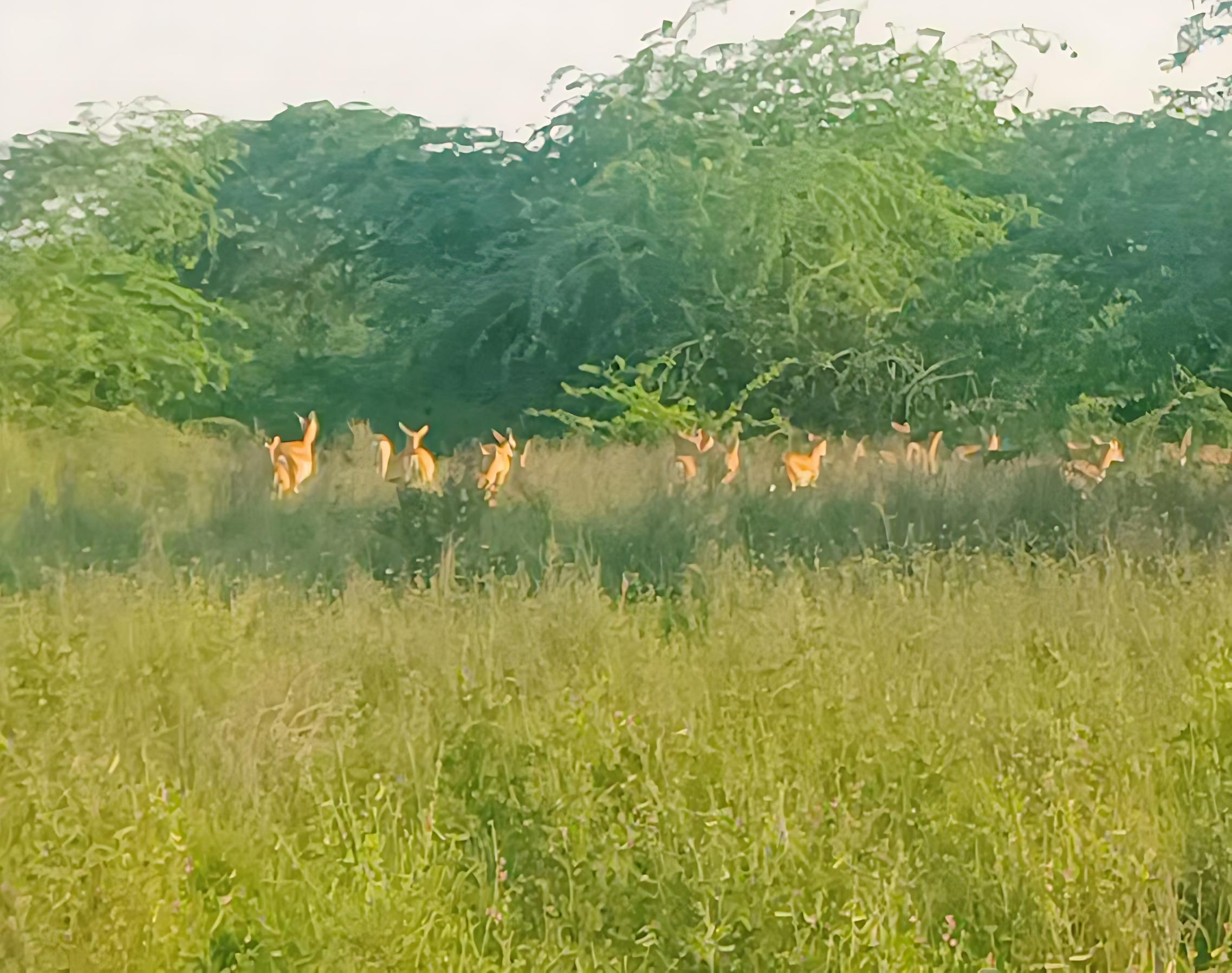 Bishnoi Village Cultural Jeep Safari