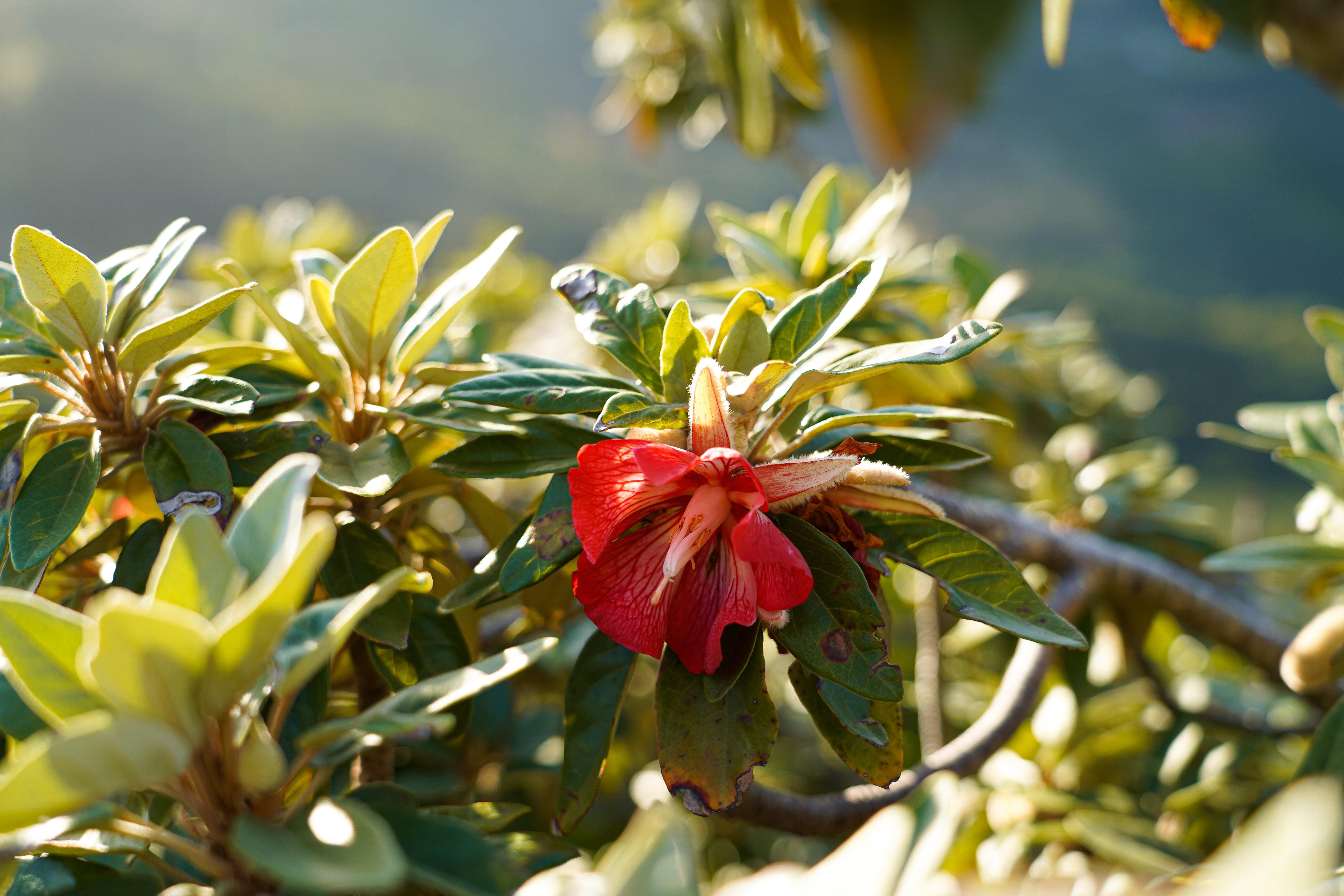 Le Morne Brabant Sunrise Summit Hike