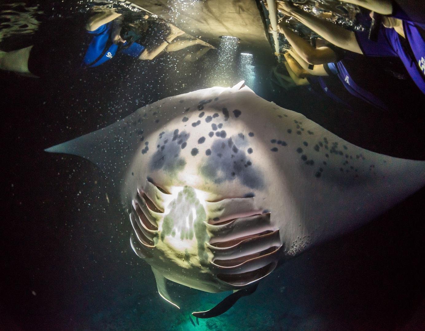 Kona Manta Ray Night Snorkel with Comeback Guarantee