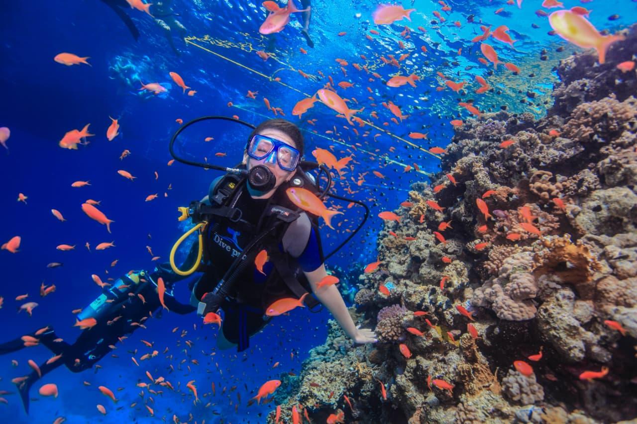 Tiran Island Snorkel & Dive Cruise from Sharm El-Sheikh with Buffet Lunch