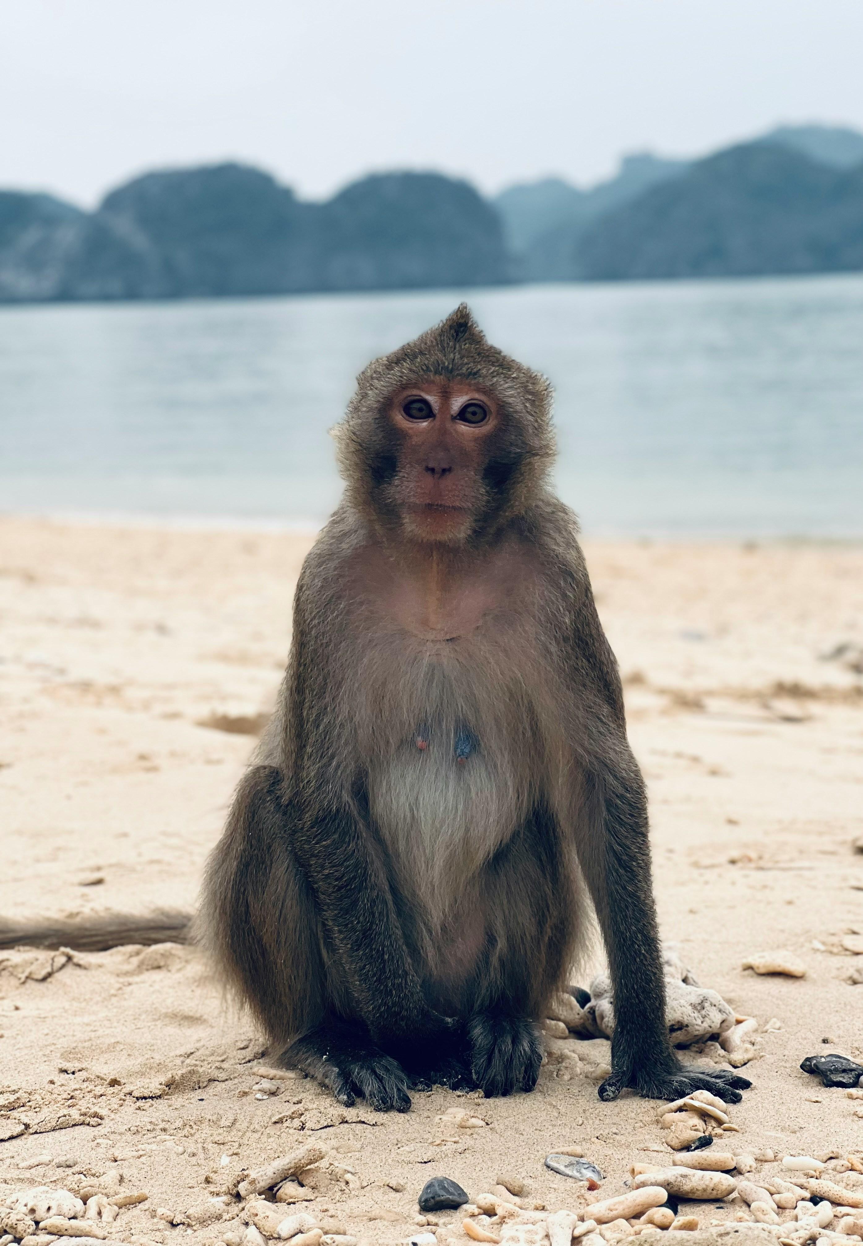 Hiroshima & Miyajima Island Private Luxury Day Tour