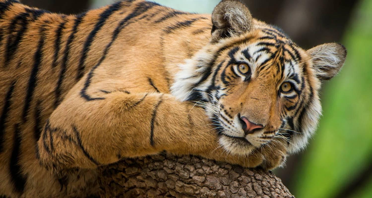 3-Day Ranthambore Tiger Safari Expedition from Delhi